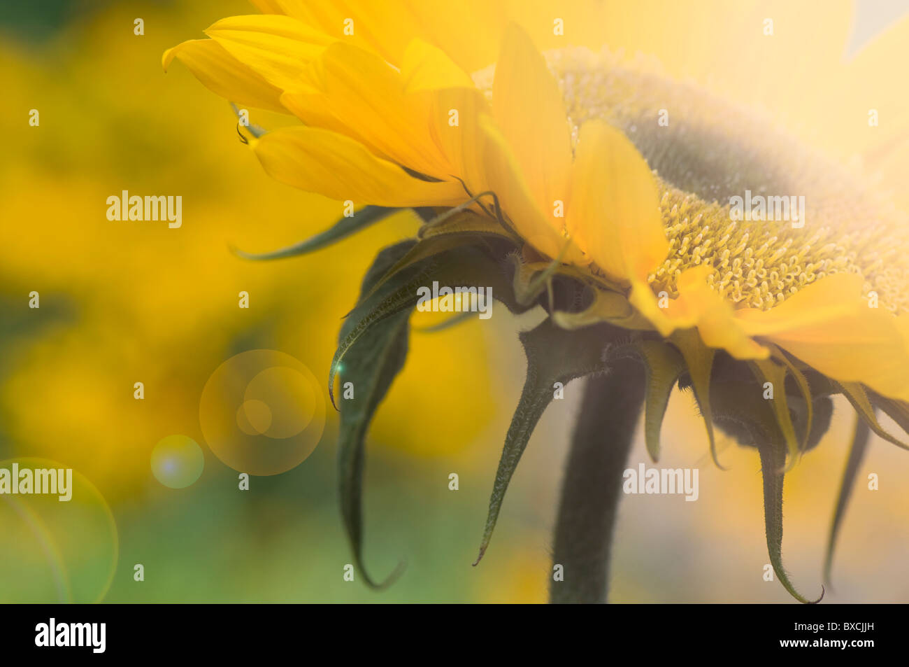 Sunflower - Helianthus annuus with Lens flare - Sun Flare Stock Photo