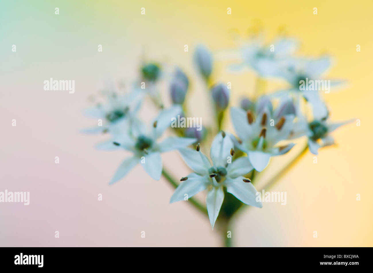 Allium ursinum - White Wild Garlic flowers Stock Photo