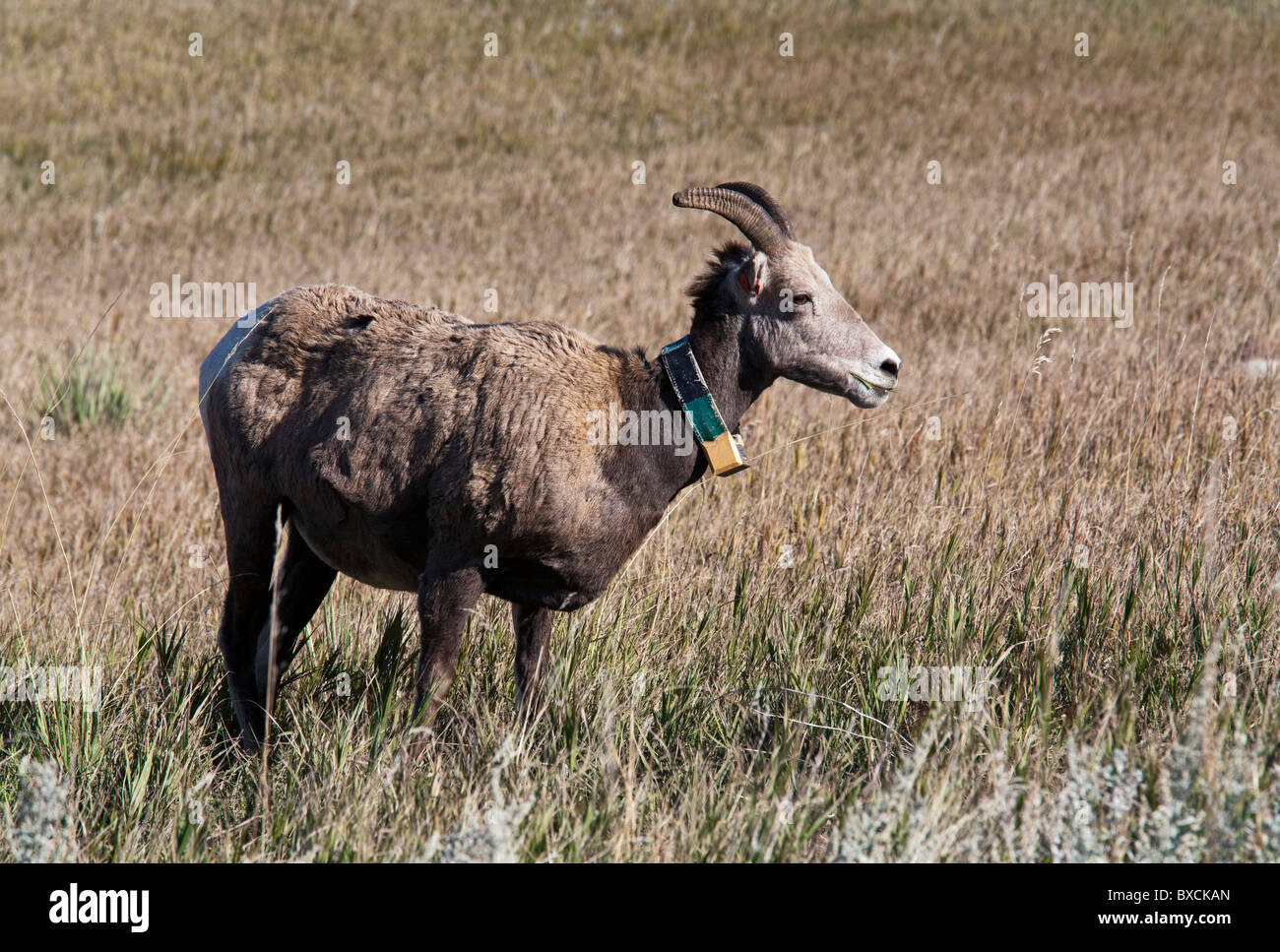 Badlands National Park, South Dakota Bighorn sheep, wearing a radio