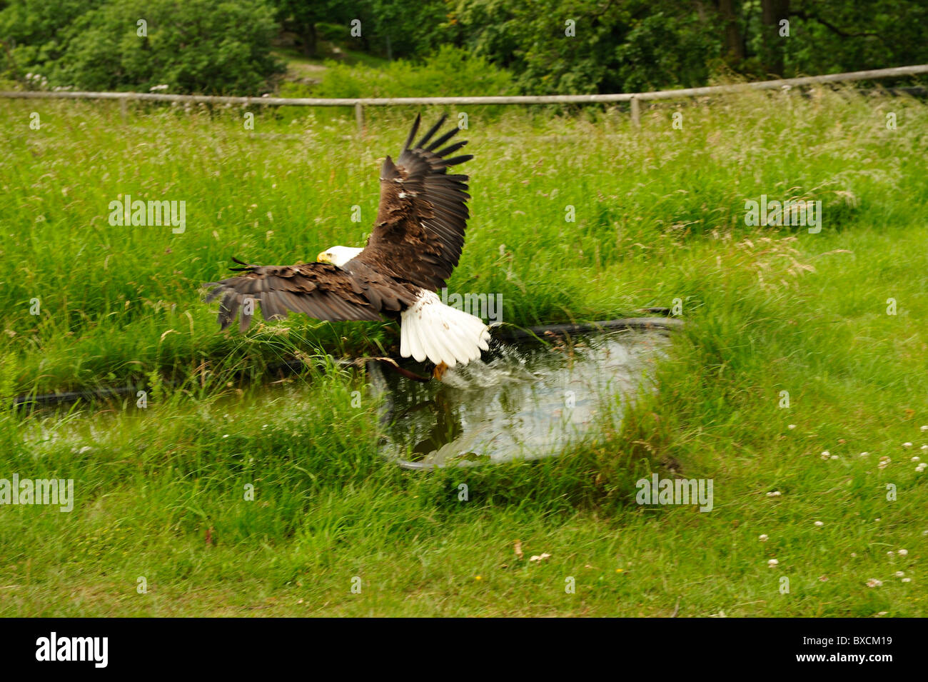 Bald eagle hunting for fish. Stock Photo