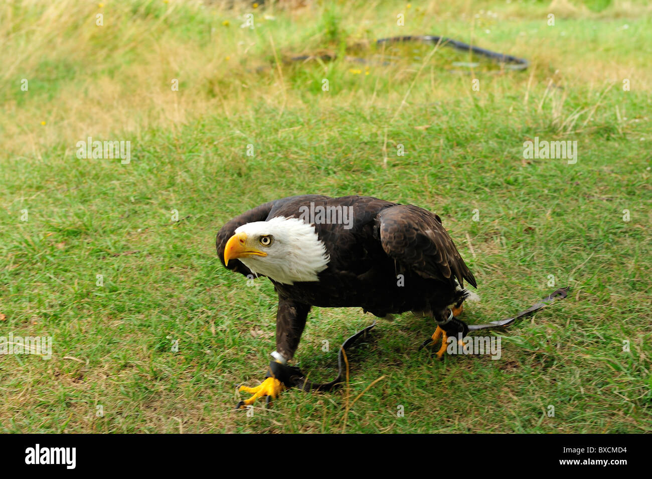 Bald eagle on the meadow in Harz . Stock Photo