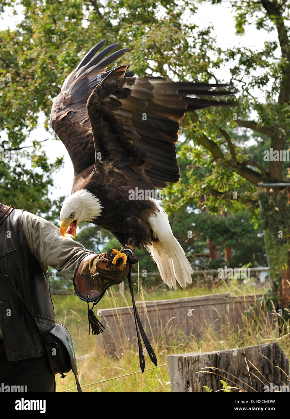 Man hold eating bald eagle on show of wild birds. Stock Photo