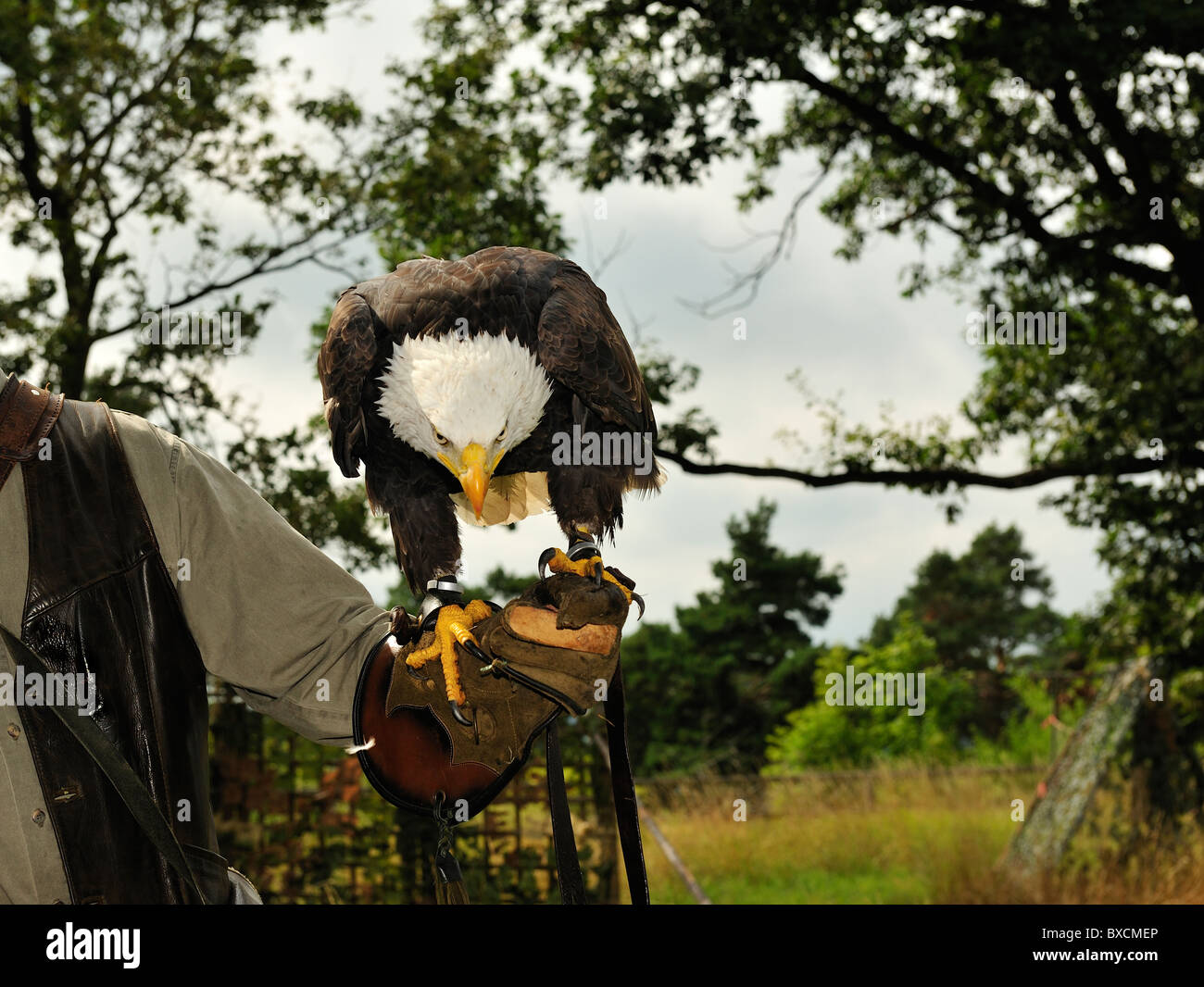 Falconer hold bald eagle on show of wild birds. Stock Photo
