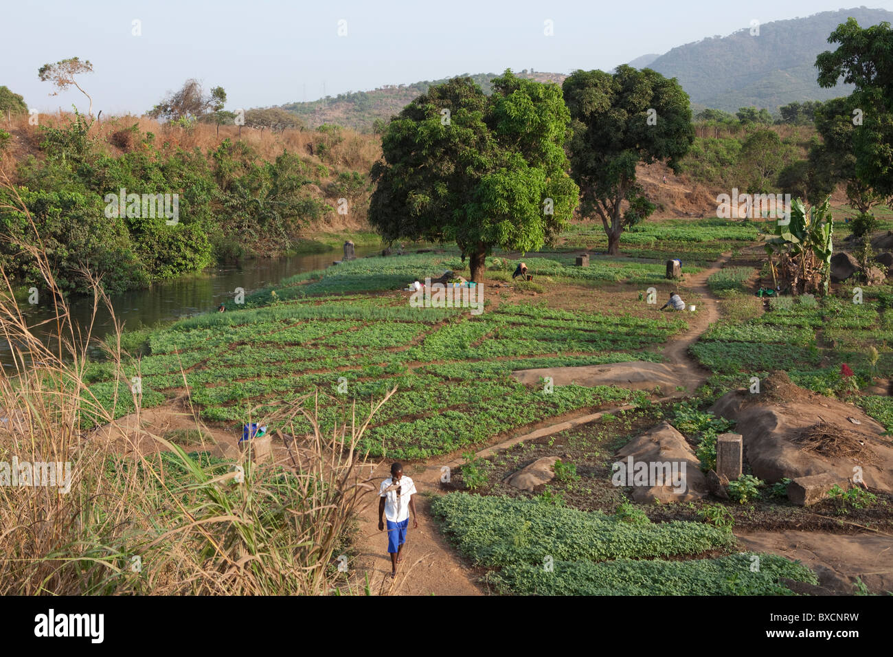 Fertile farmland lies in the town of Hastings in Sierra Leone, West Africa. Stock Photo