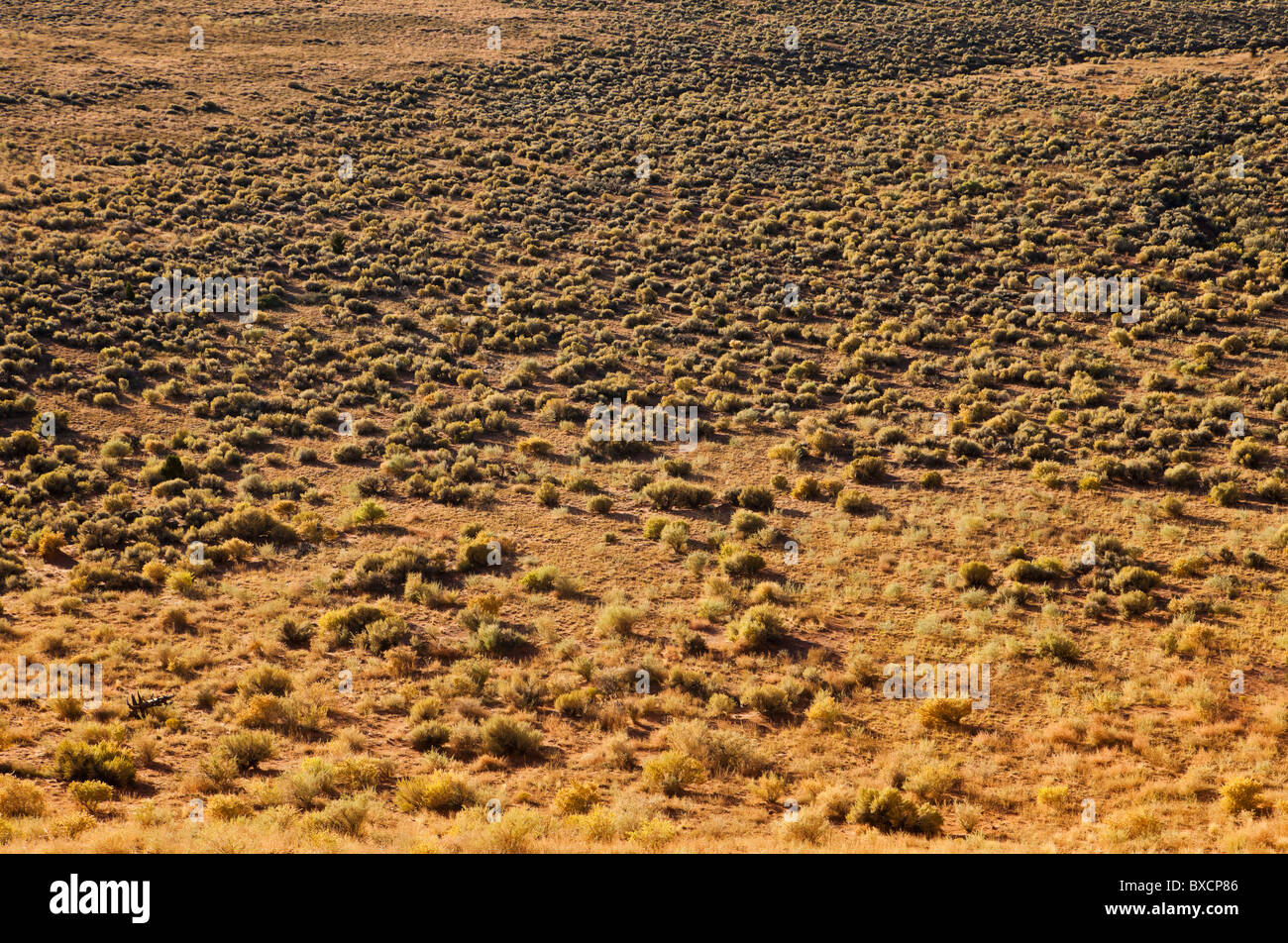 Land in Southwest Utah covered by Rabbitbrush and Sagebrush in early morning light. Stock Photo