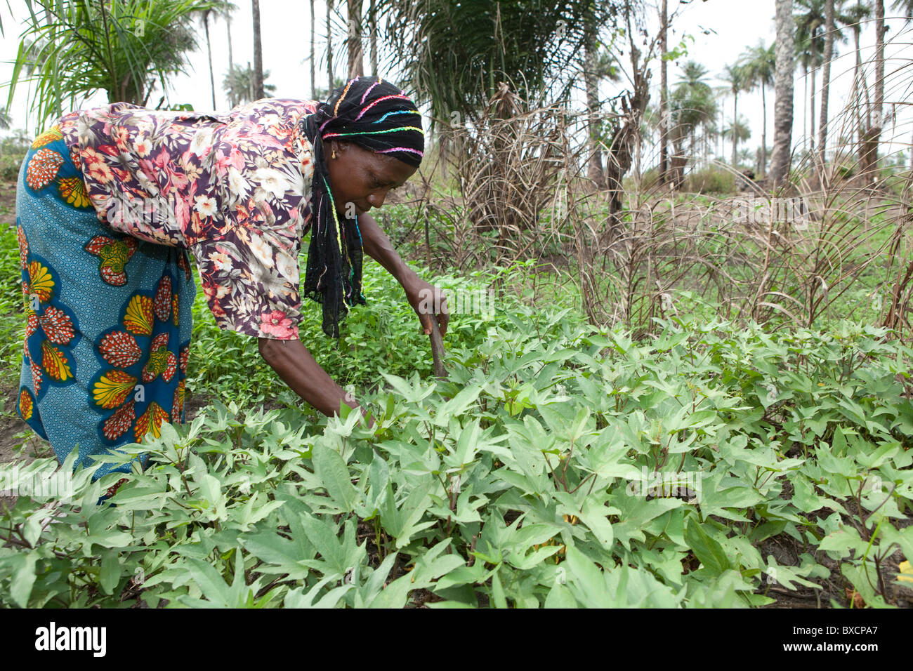 A woman (Ms. Isatu Koroma) works in her potato field in Masiaka, Sierra Leone, West Africa. Stock Photo