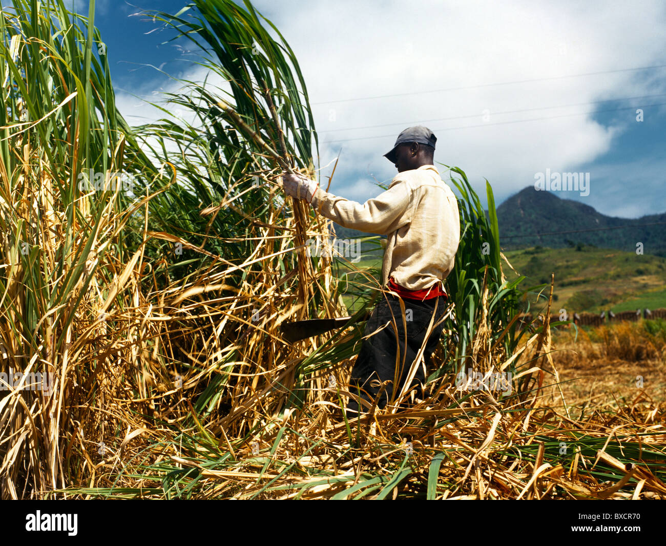 Sugar Cane Cutting