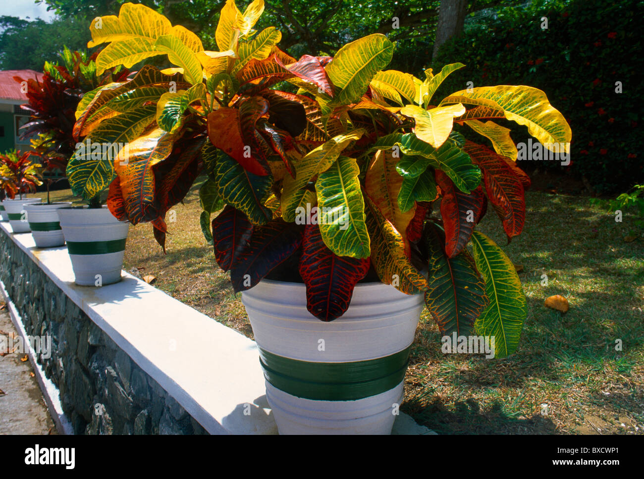 Scarborough Tobago Botanical Gardens Colourful Croton Leaves In Pots Stock Photo
