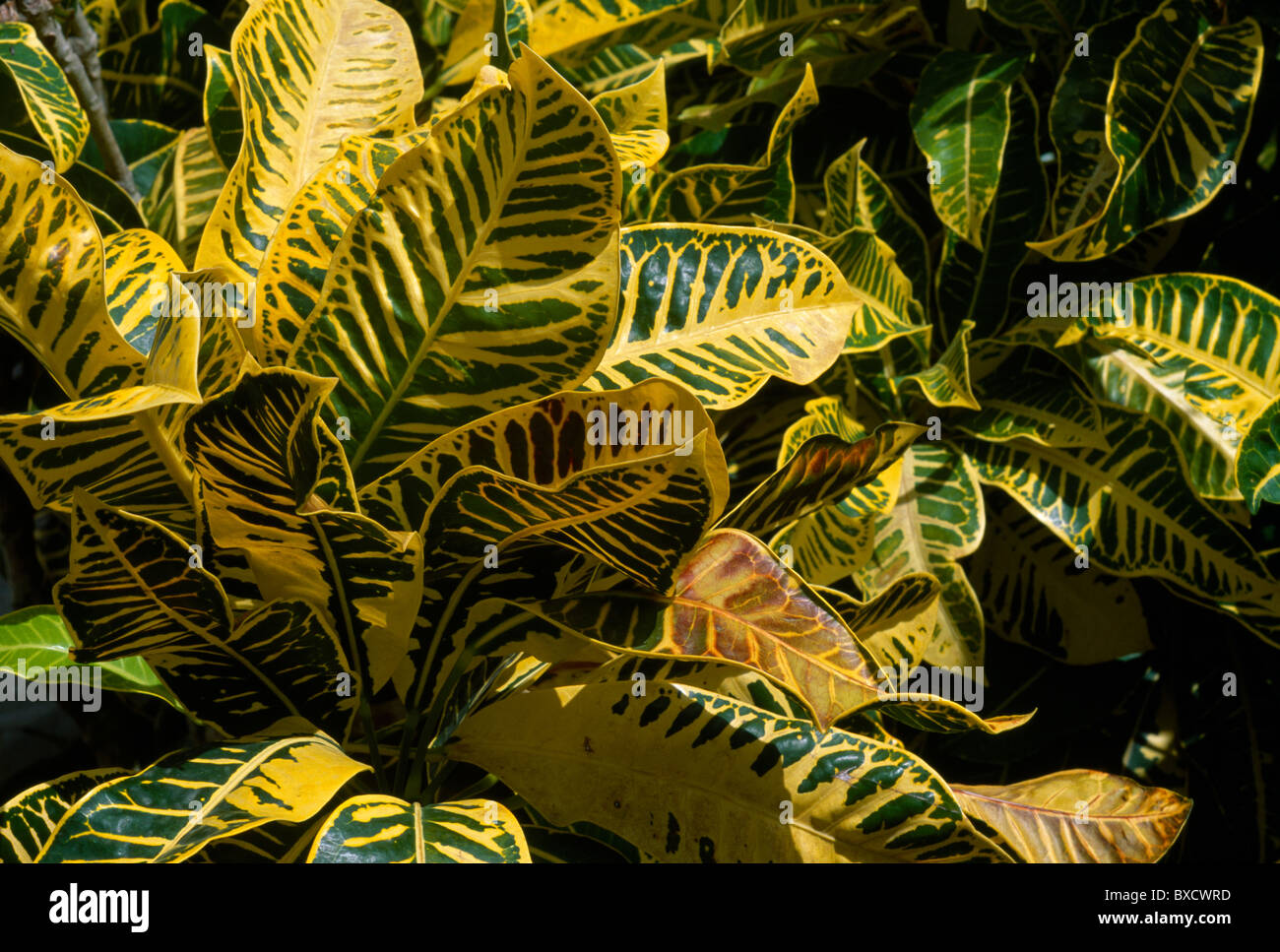 Tobago Close Up Of Croton Leaves Stock Photo