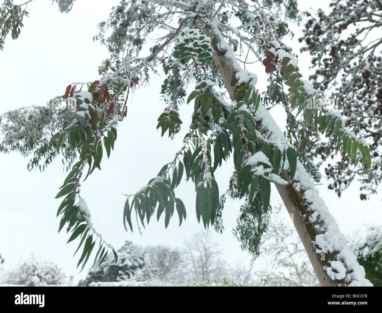 Eucalyptus tree In The Snow During Winter In The Garden Stock Photo Alamy