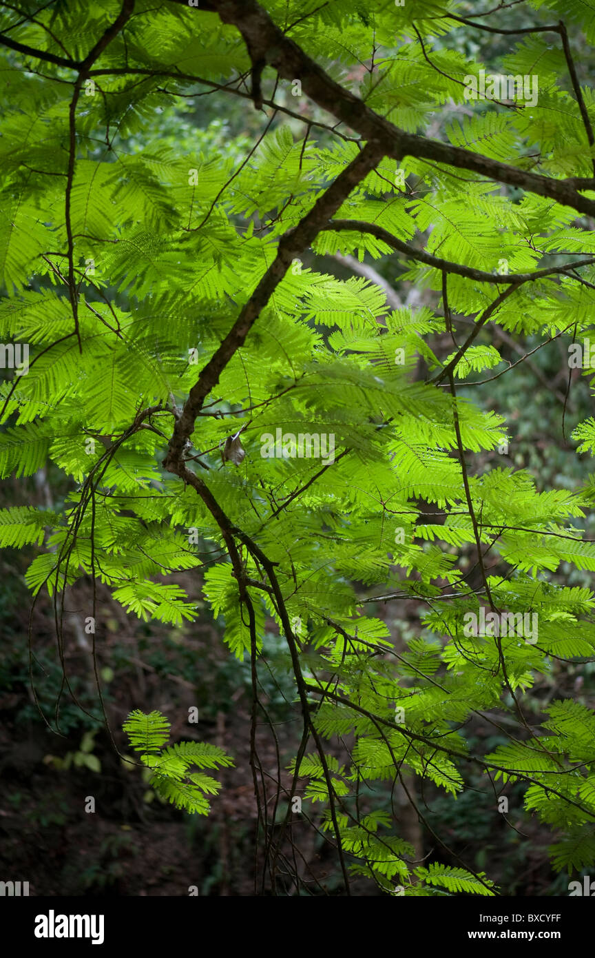 Tropical green jungle leaves Stock Photo