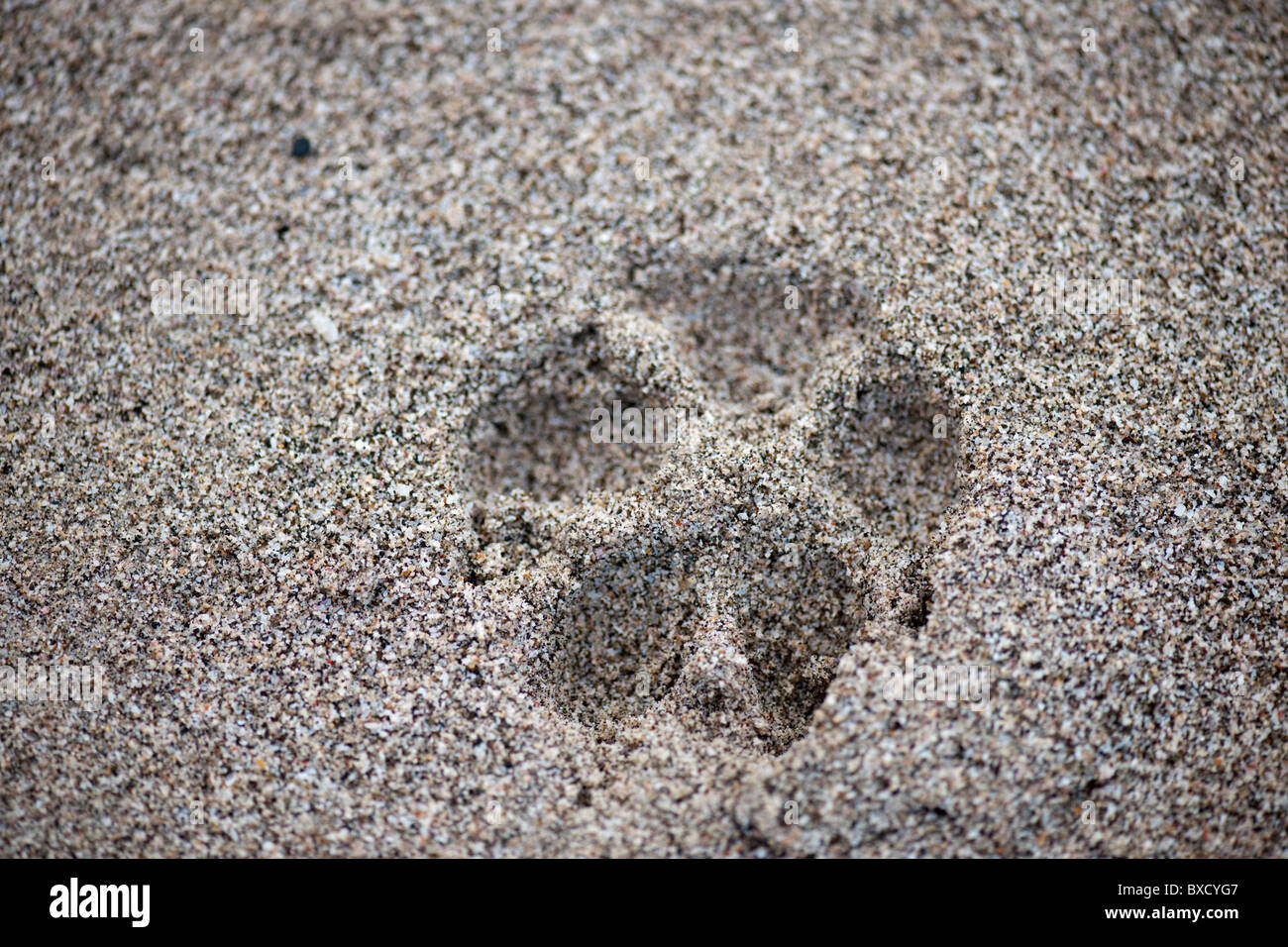Dog tracks in the sand hi-res stock photography and images - Alamy