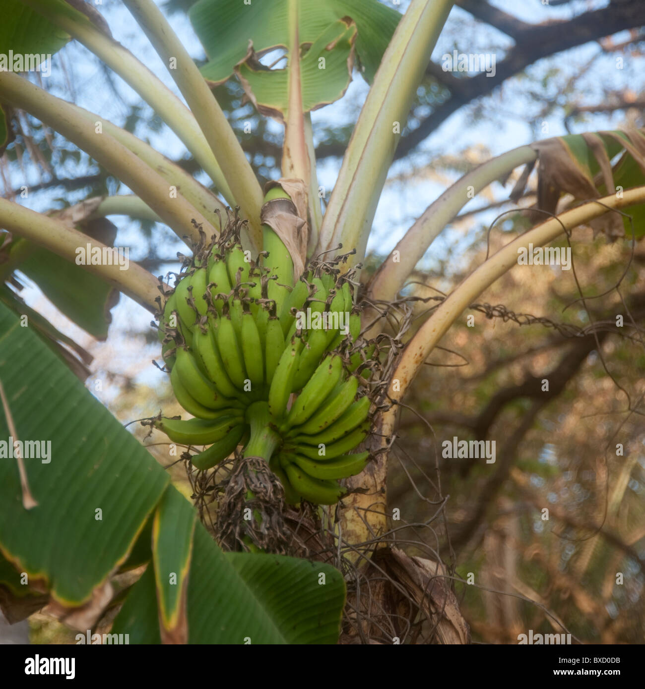 Bananas growing in Costa Rica Stock Photo Alamy