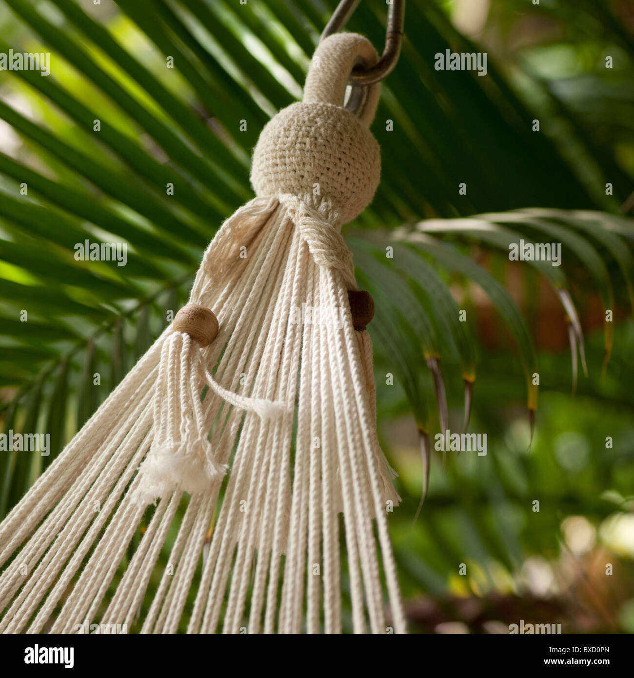 End cords of a hanging hammock in Costa Rica Stock Photo