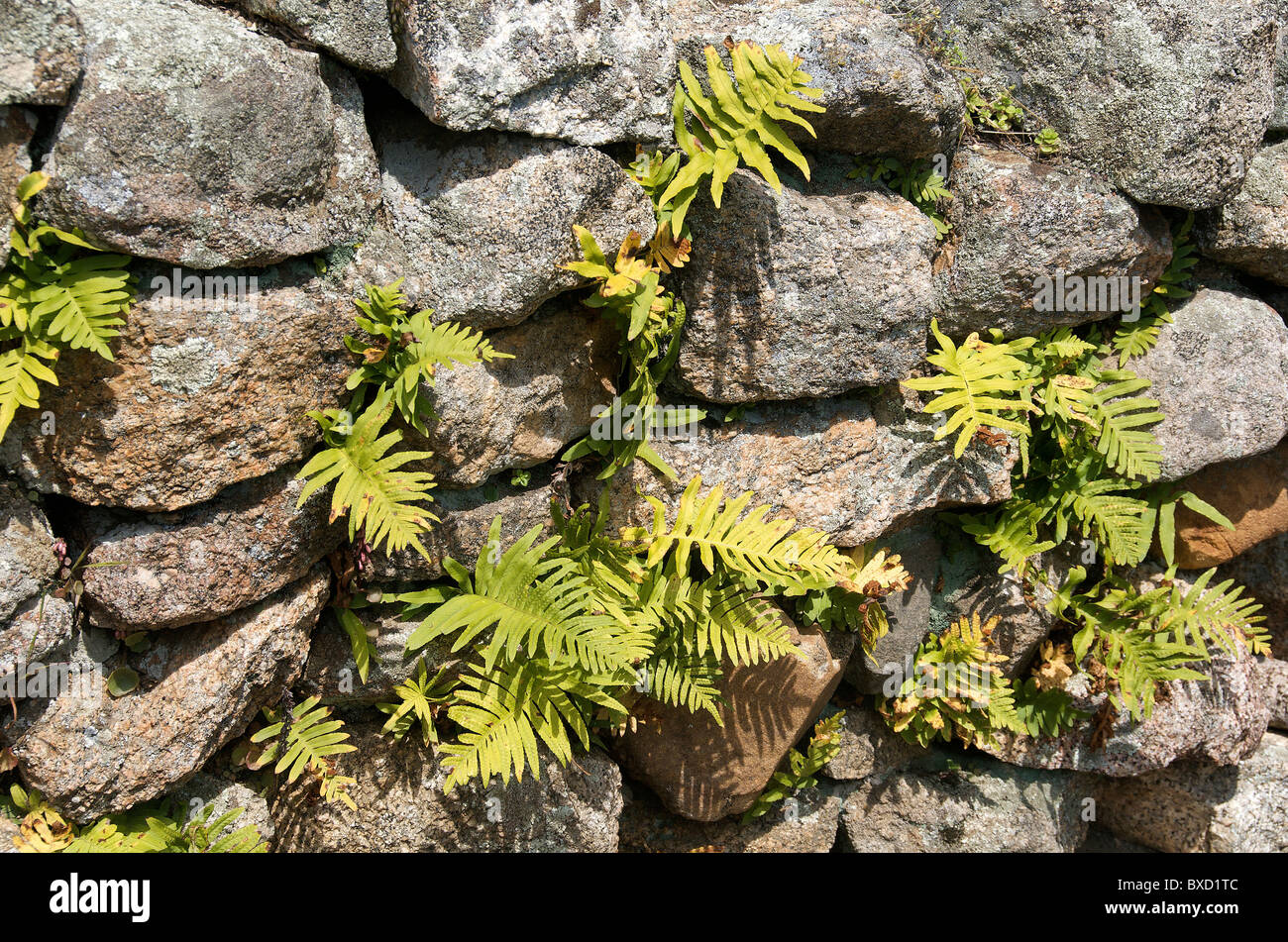 ferns growing in stones wall, Corsica, France Stock Photo