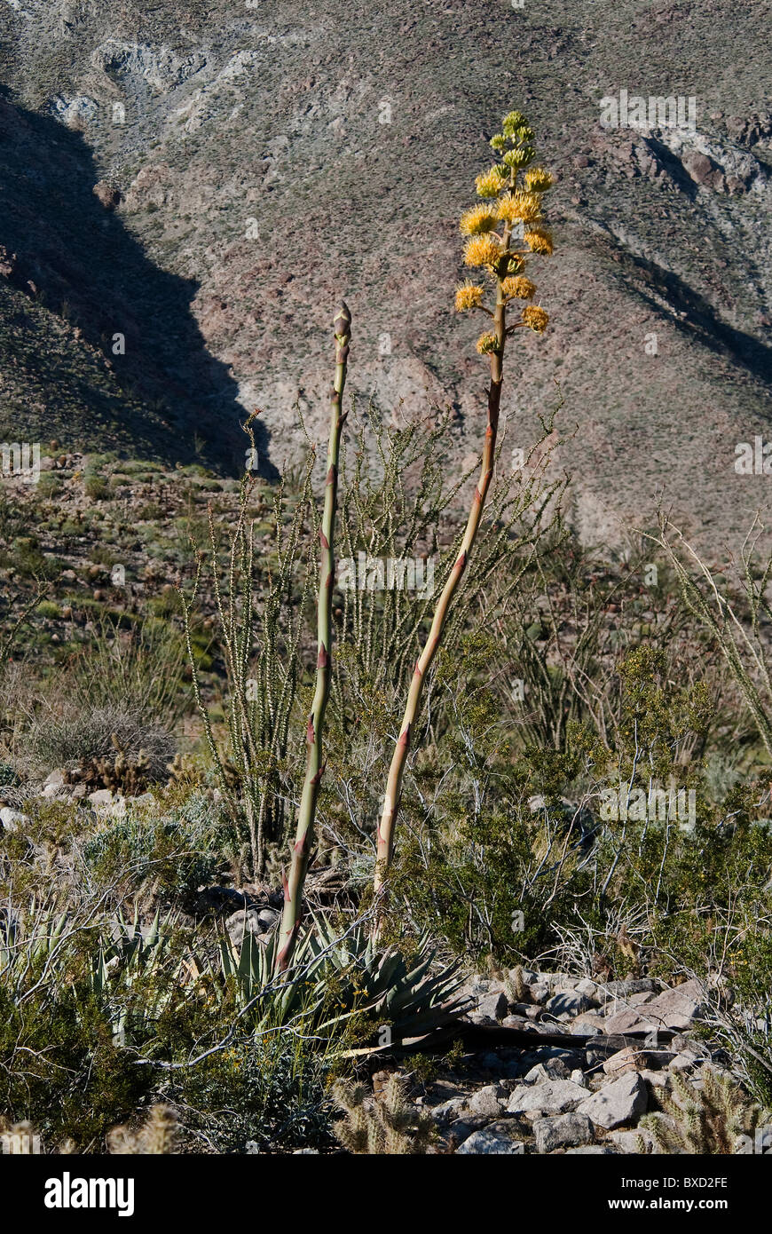 Century Plant Agave parryi Anza Borrego State Park California USA Stock Photo
