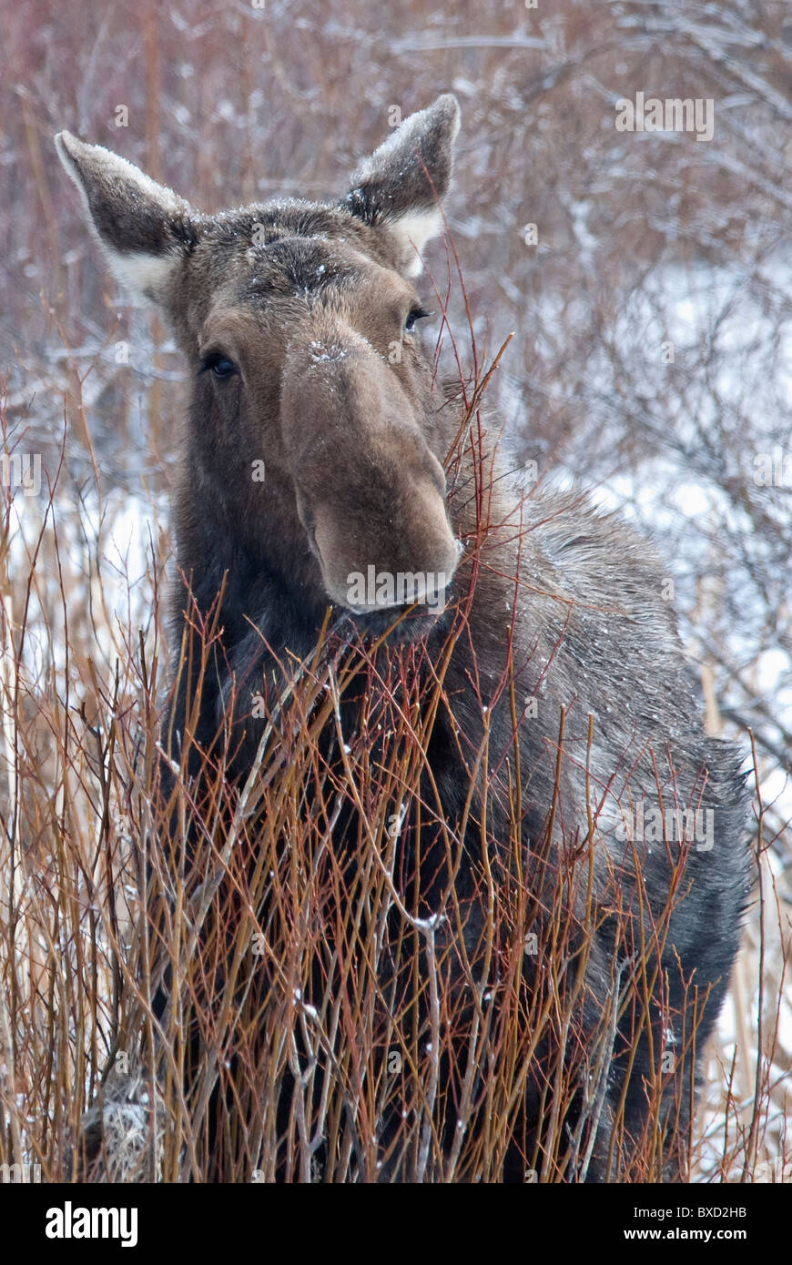 Moose Alces alces National Elk Refuge Wyoming USA Stock Photo