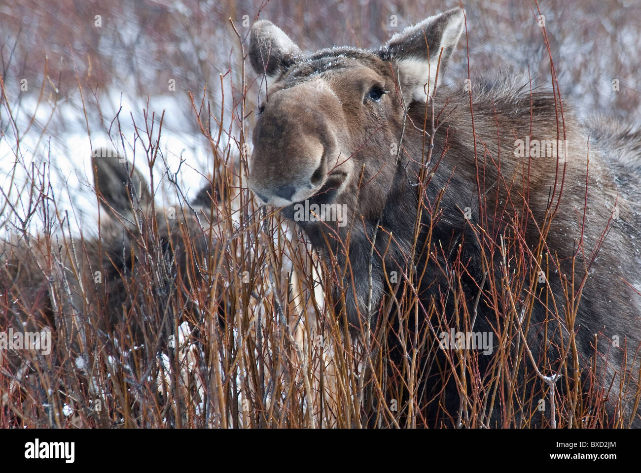 Moose Alces alces National Elk Refuge Wyoming USA Stock Photo