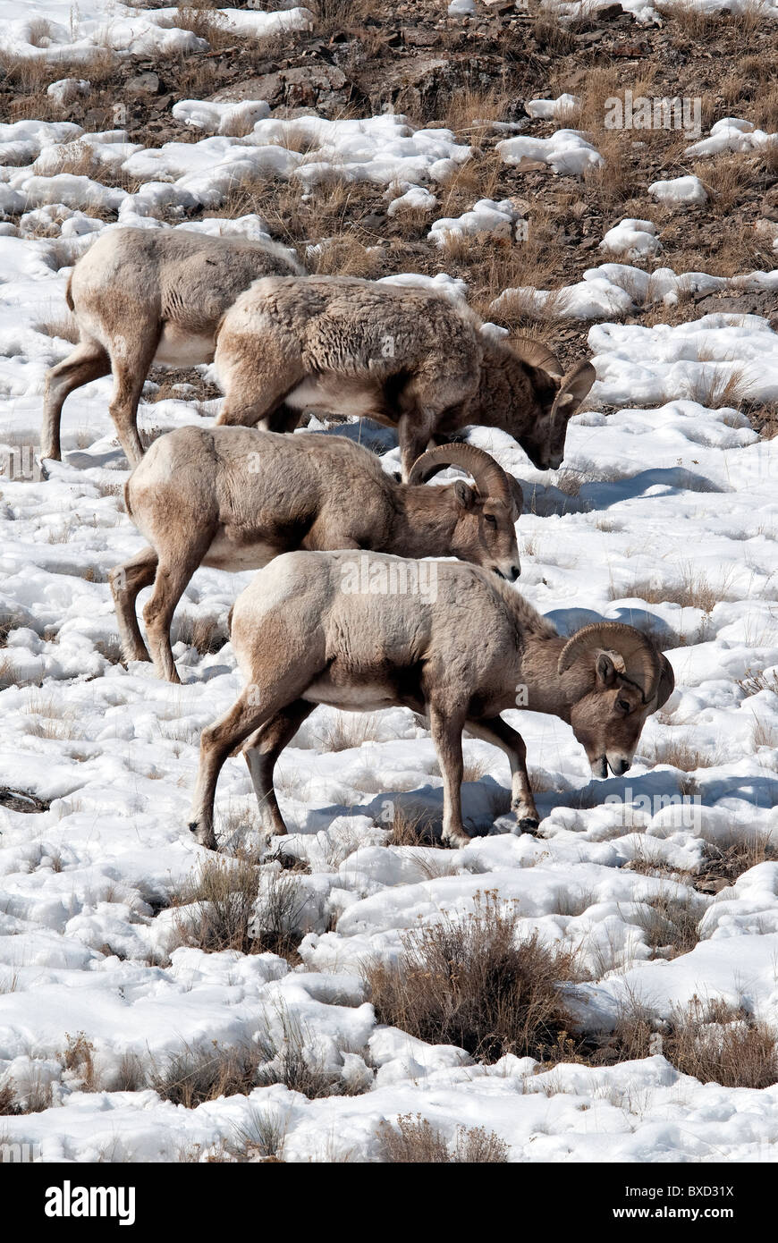 Bighorn Sheep rams Ovis canadensis National Elk Refuge Wyoming USA Stock Photo