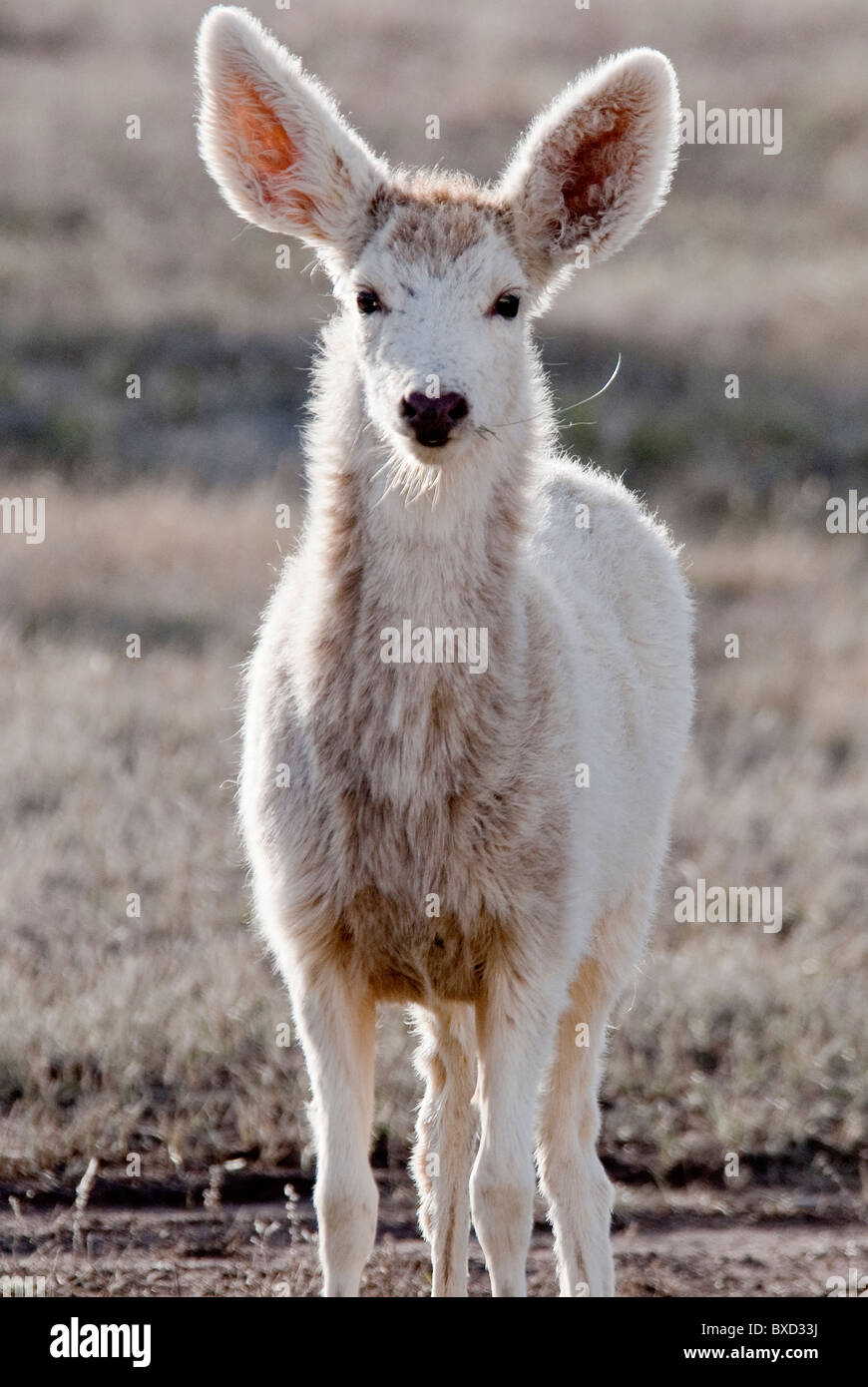 Piebald Mule Deer
