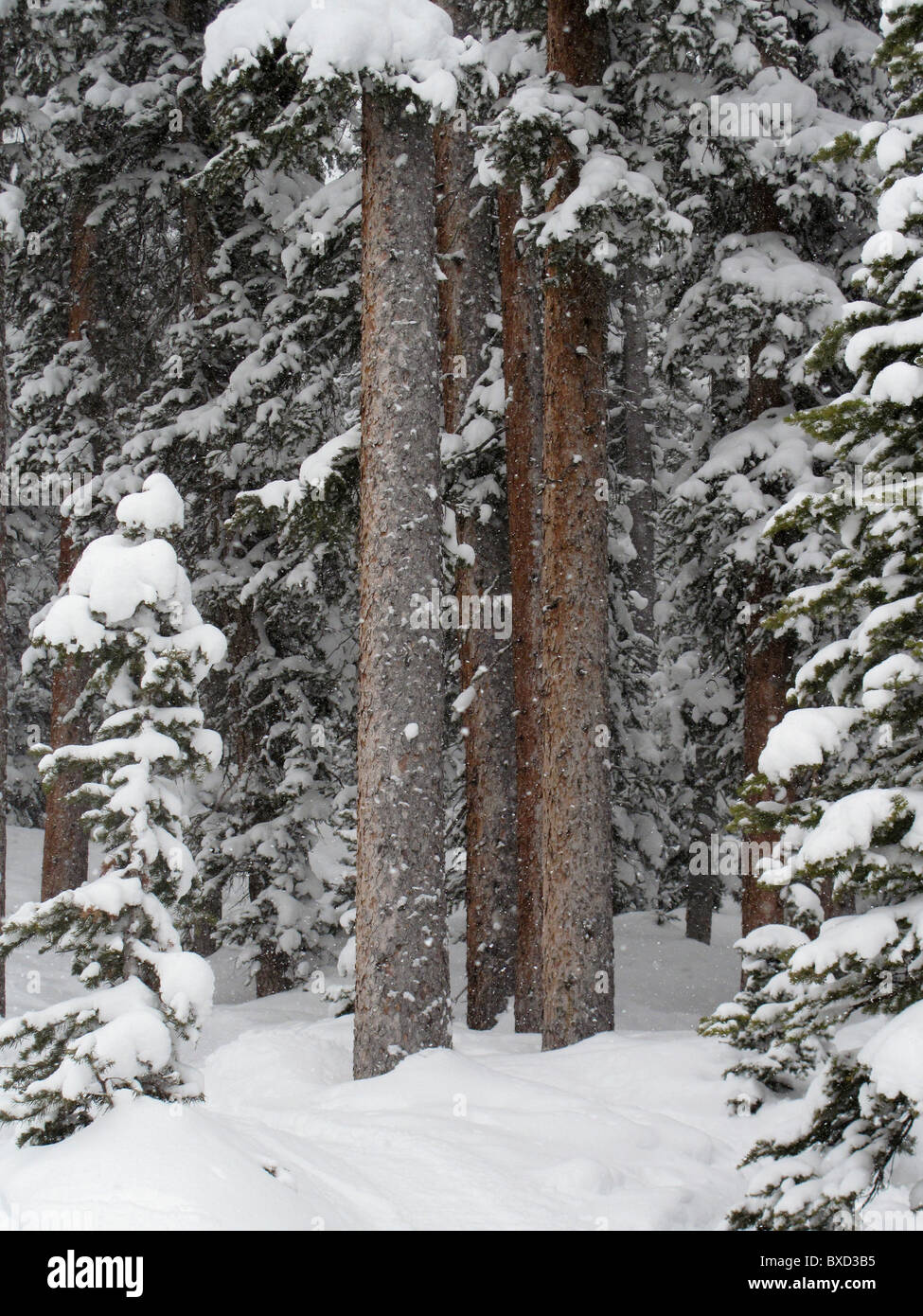Evergreens covered with snow in Vail, Colorado Stock Photo Alamy