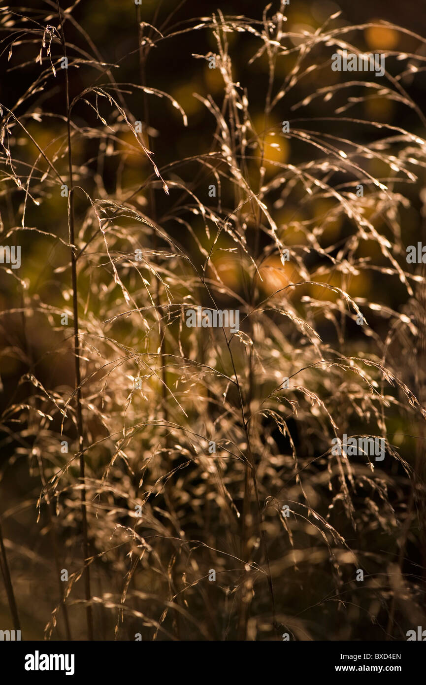 Chionochloa conspicua, Hunangemoho or Plumed Tussock Grass in November Stock Photo