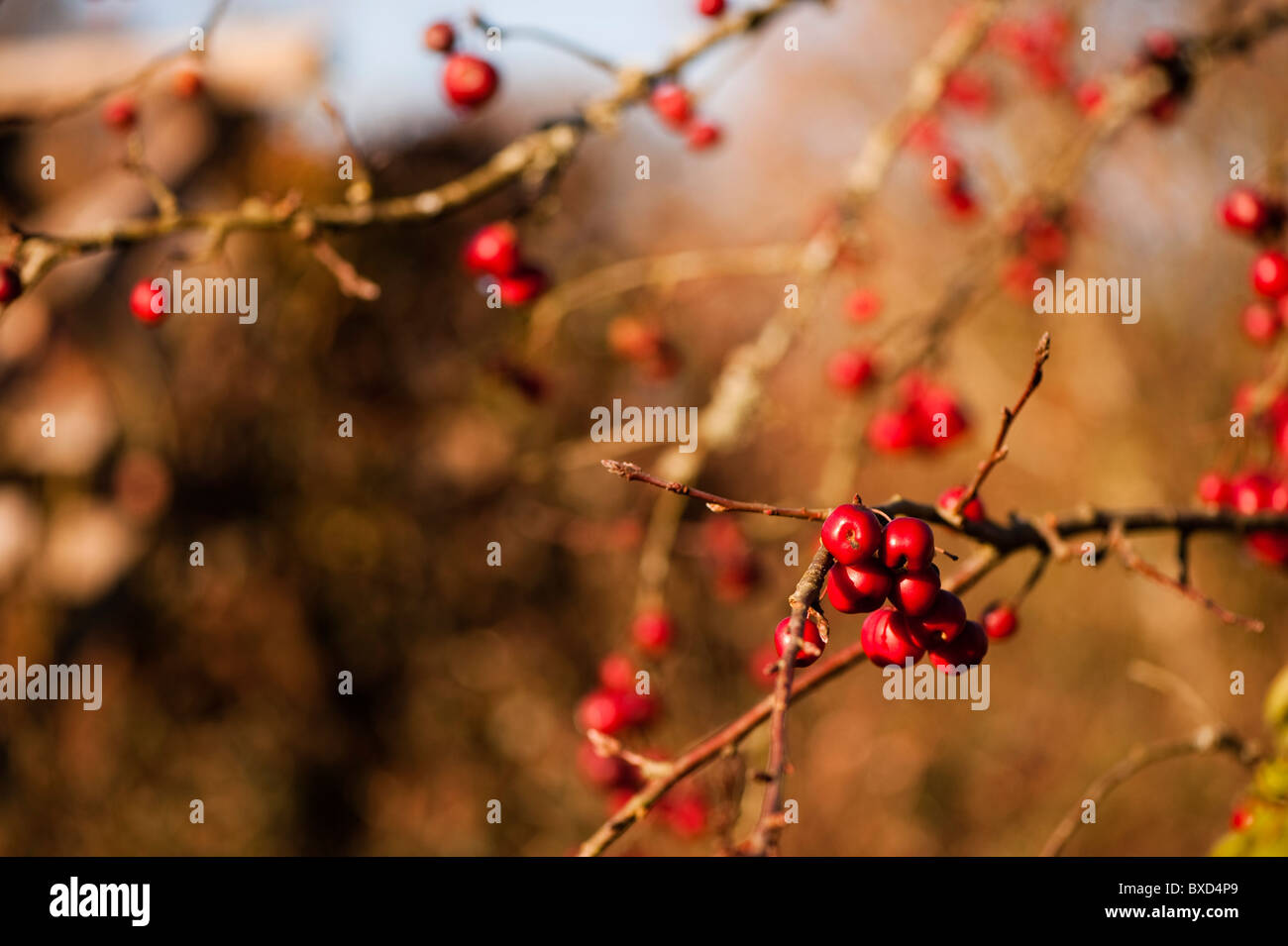 Malus ‘Snowcloud’, Crab Apple Tree, in fruit in November Stock Photo
