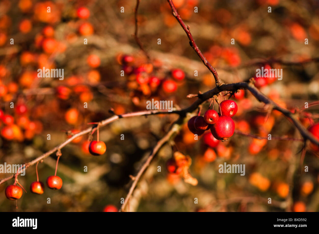 Malus ‘Evereste’, Crab Apple Tree, in fruit in November Stock Photo