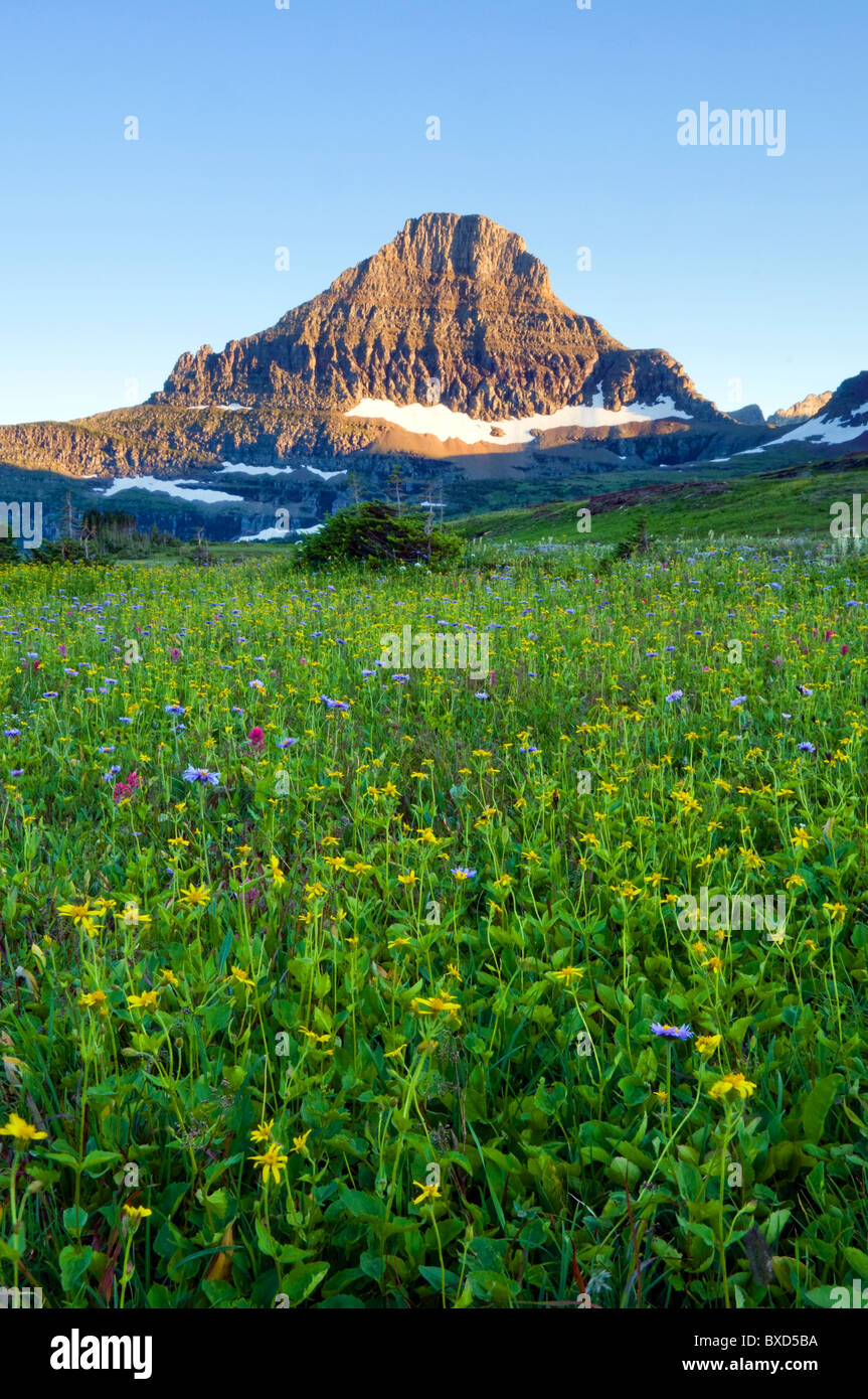 A field of wildflowers grow beneath Reynolds Mountain in Glacier ...