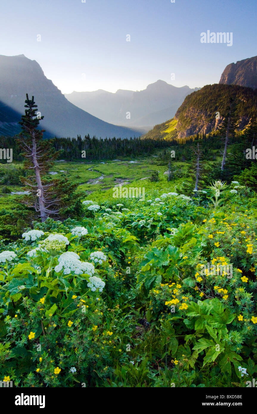 Logan Pass at sunrise in Glacier National Park, Montana. Stock Photo