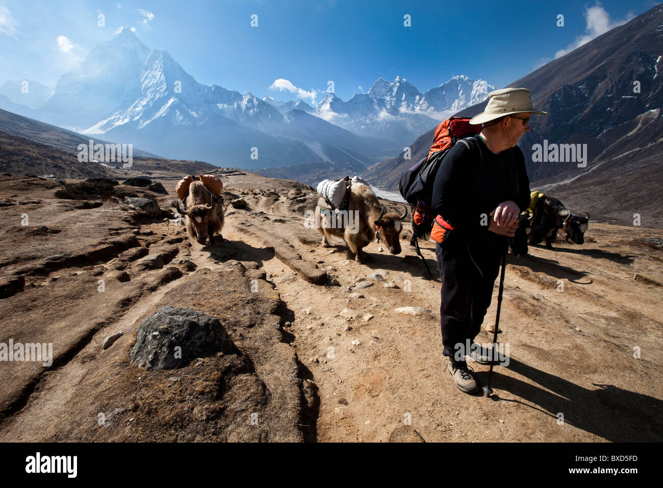 A trekker in Nepal looks over his shoulder at the approaching yak train. Stock Photo