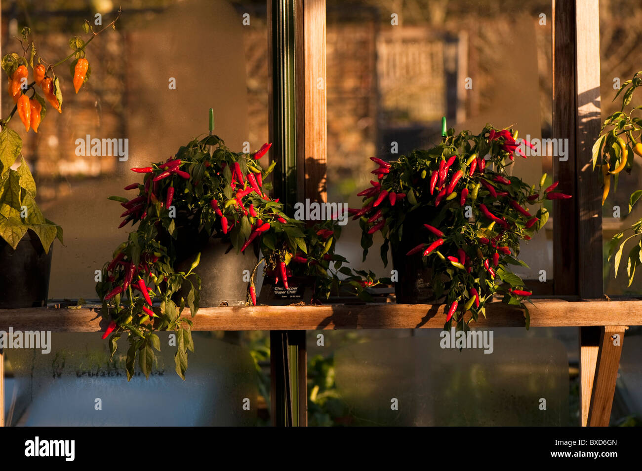 Chilli Peppers ‘Super Chilli’, Capsicum annuum, growing in a greenhouse