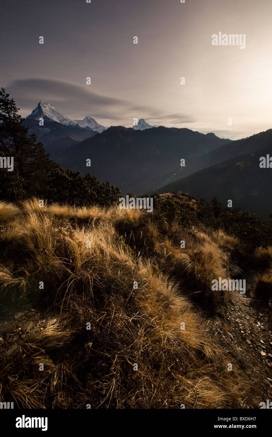 Scrub, high alpine grass and a mountain range in Nepal Stock Photo - Alamy
