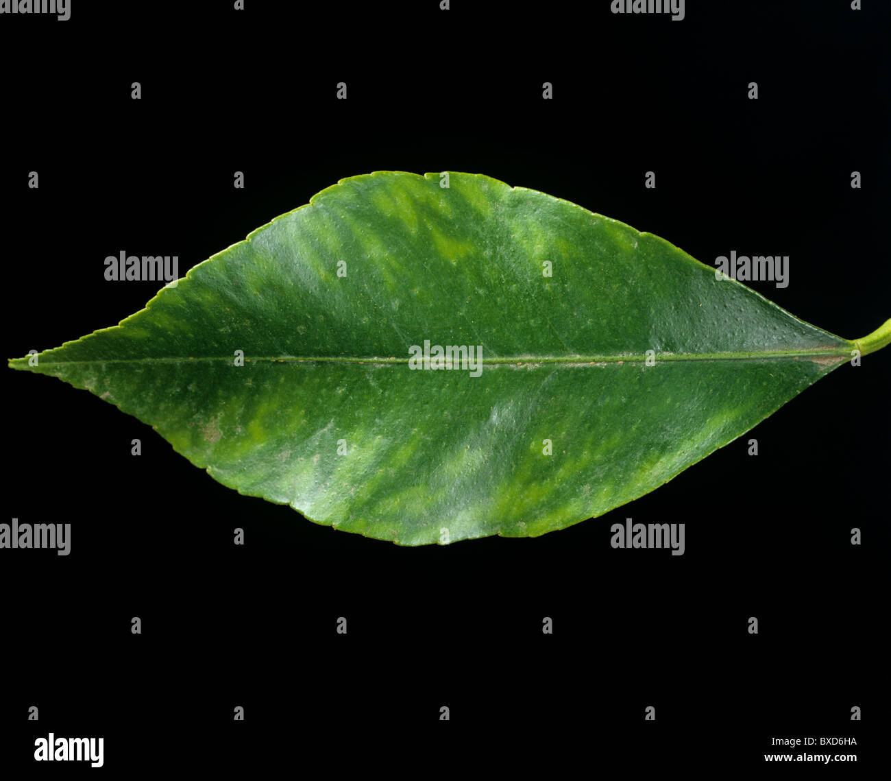 Lemon leaf showing symptoms of manganese deficiency Stock Photo