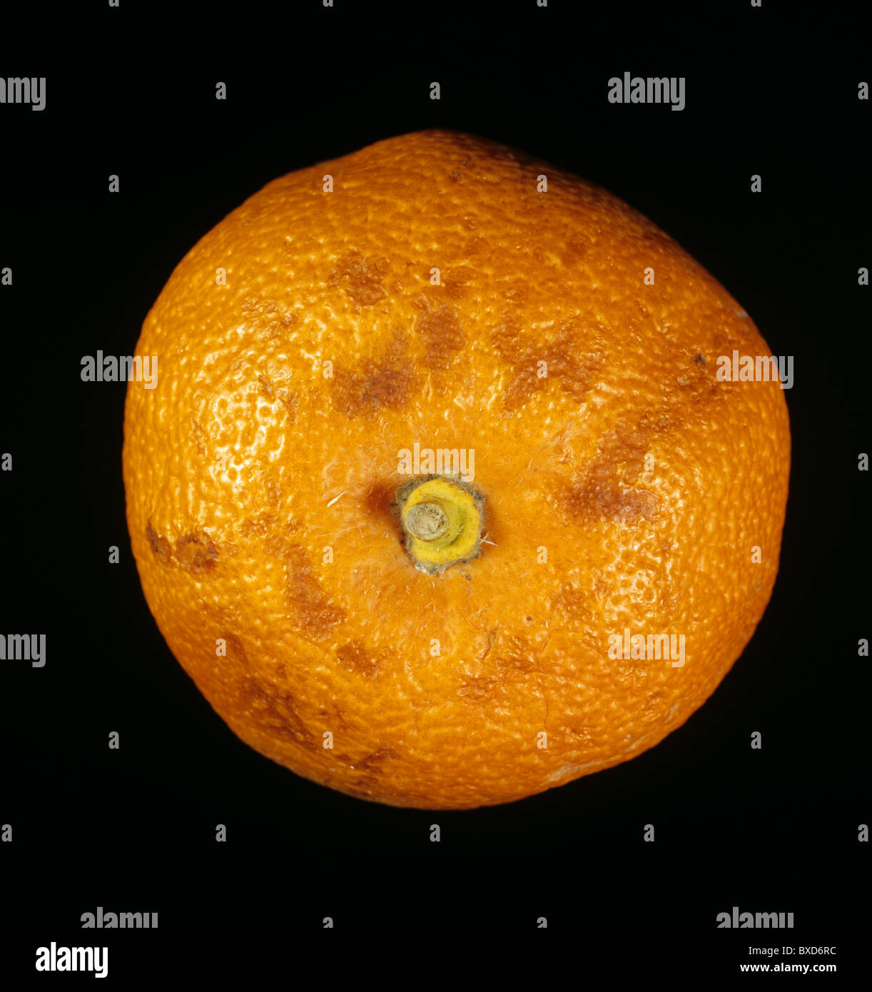 Marks on orange caused by cold injury and low temperatures in store Stock Photo