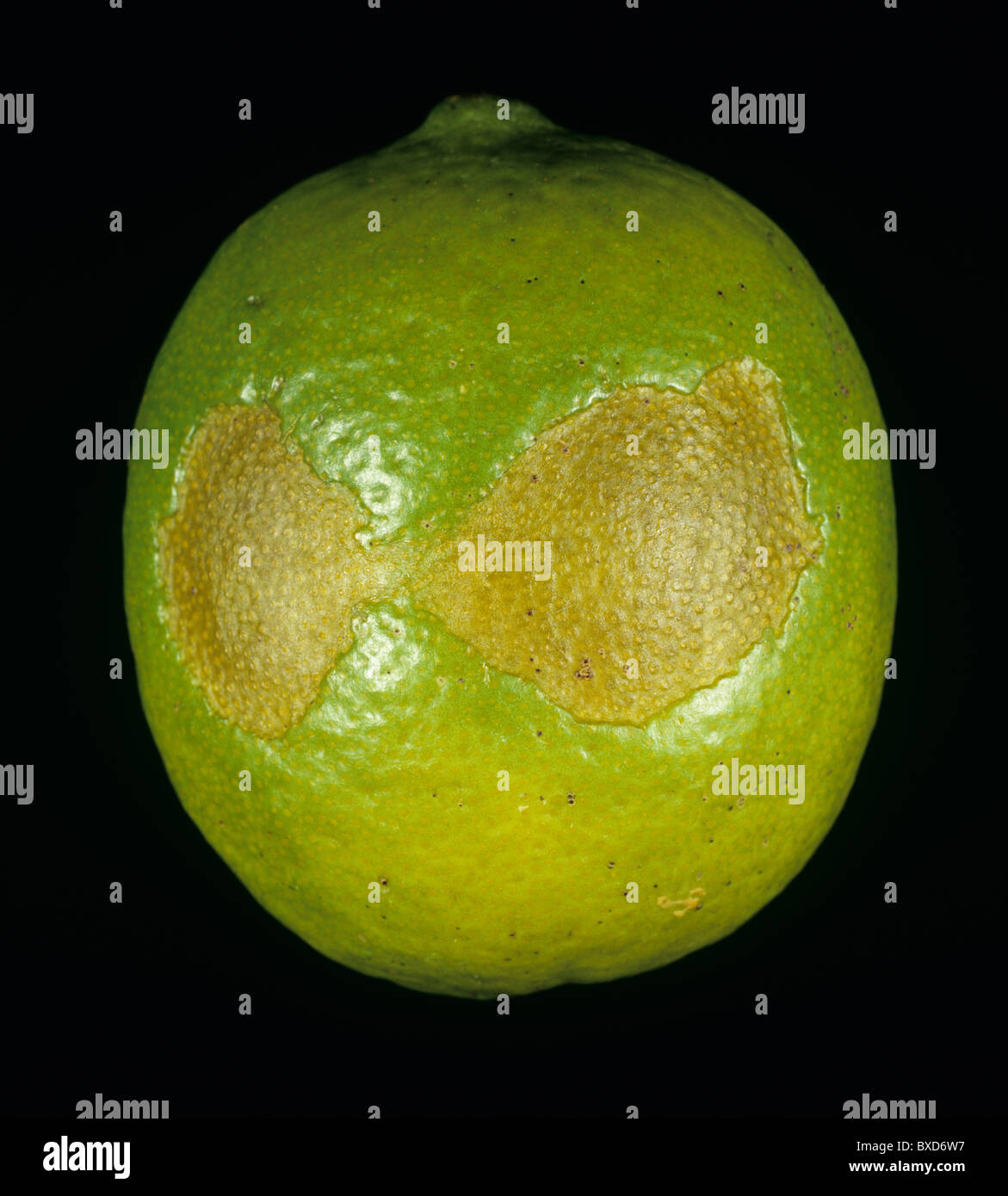 Scars on lime caused by cold injury and low temperatures in store Stock Photo