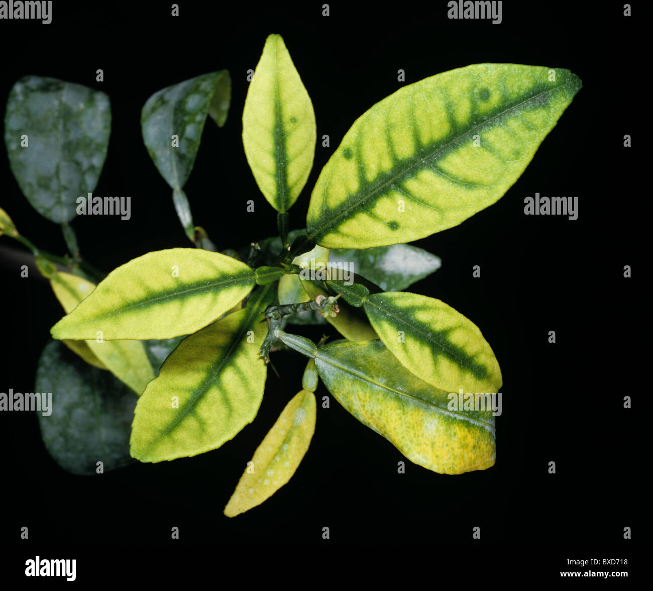 Citrus greening (Candidatus Liberibacter spp.) symptom resulting from zinc deficiency on orange leaf Stock Photo