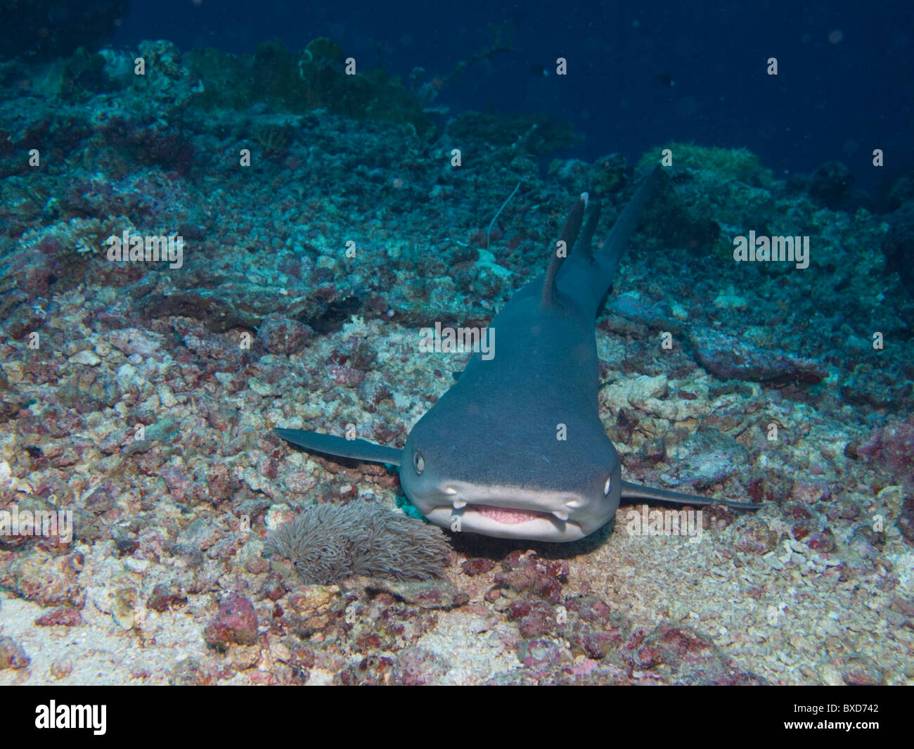 White tip reef shark, Triaenodon obesus resting on the seabed.  Sipadan, Borneo, Malaysia Stock Photo