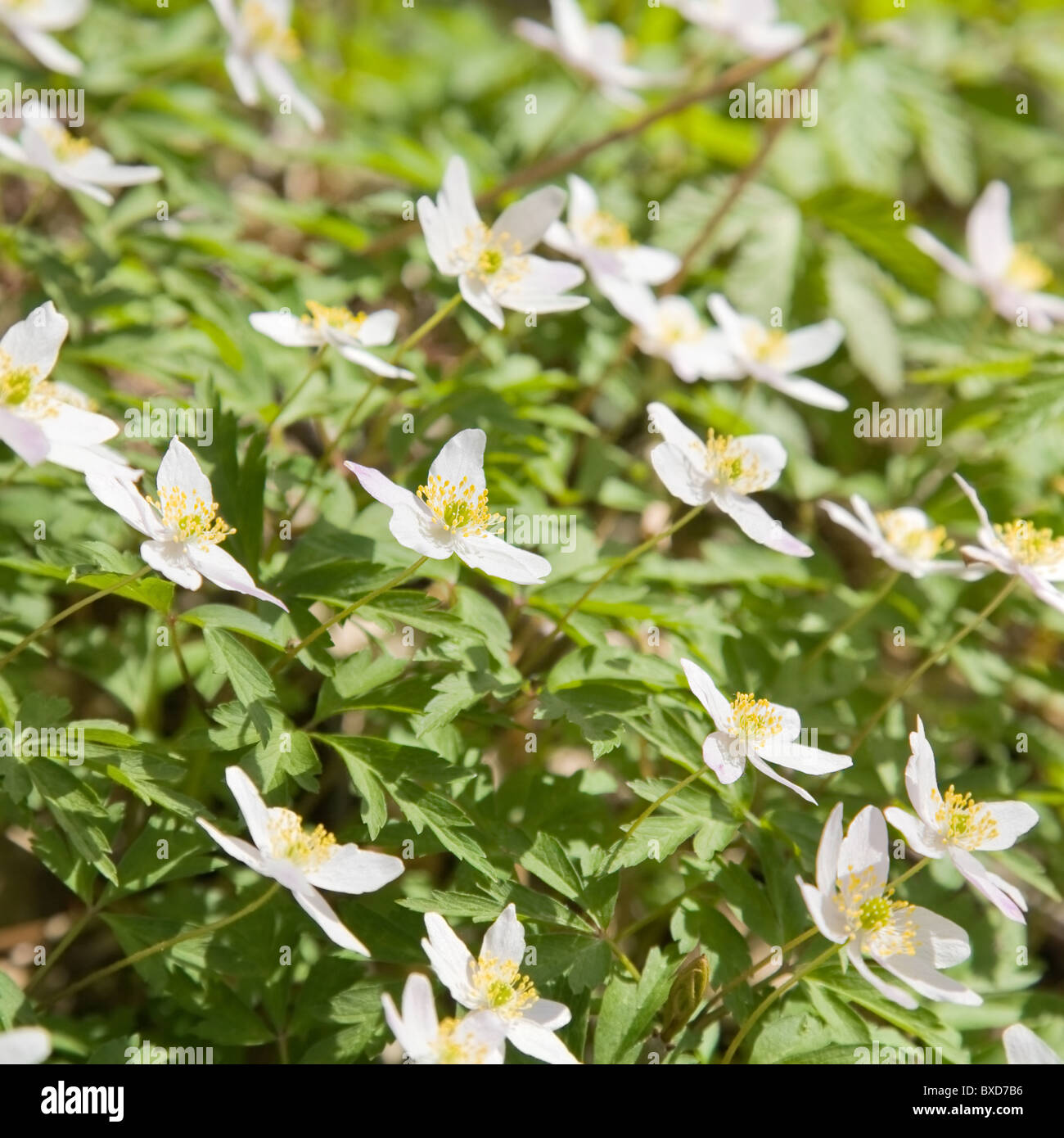 white Anemone nemorosa (wood anemone; windflower; smell fox Stock Photo