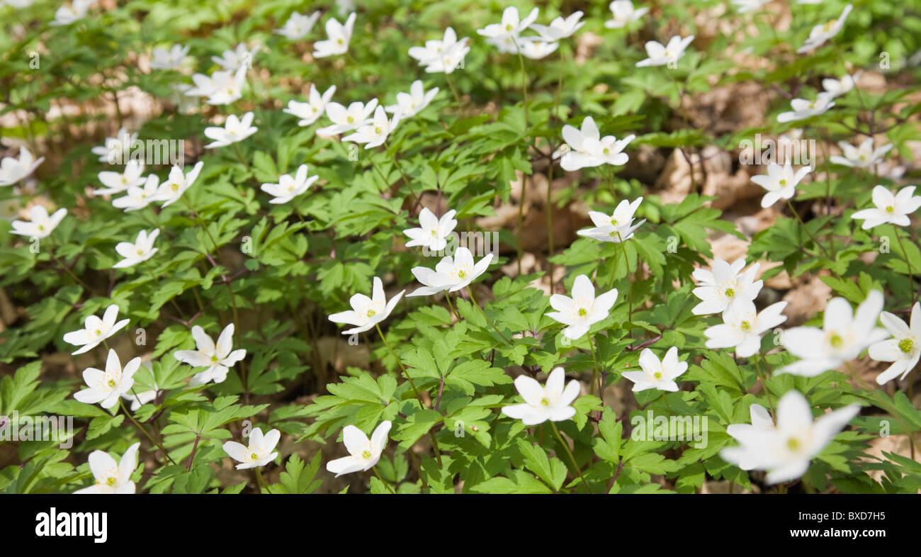 white Anemone nemorosa (wood anemone; windflower; smell fox Stock Photo