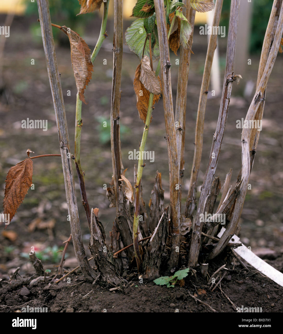 Raspberry root rot (Phytophthora fragariae var rubi) base of severely infected canes Stock Photo