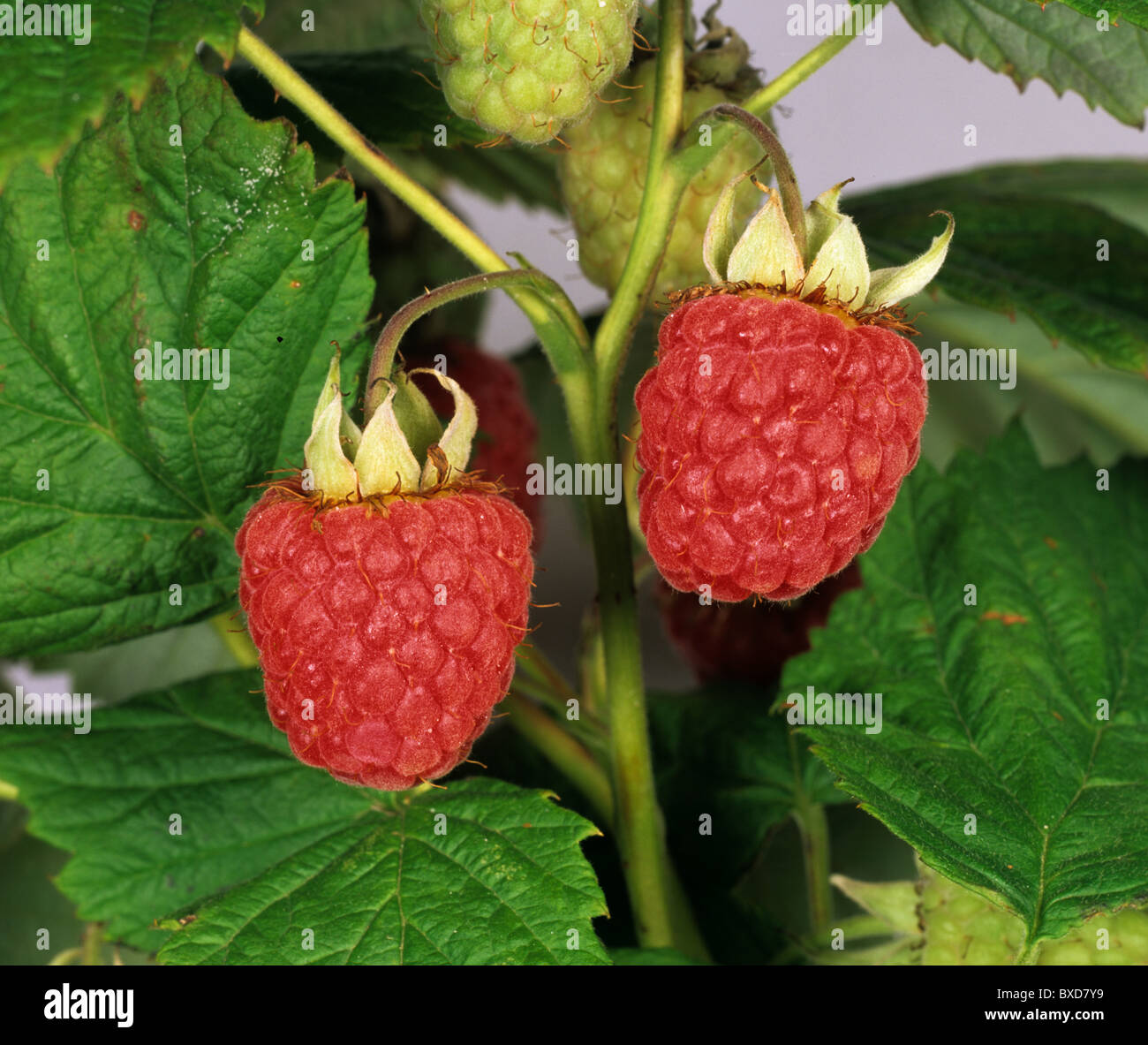 Ripe summer raspberries on the cane Stock Photo