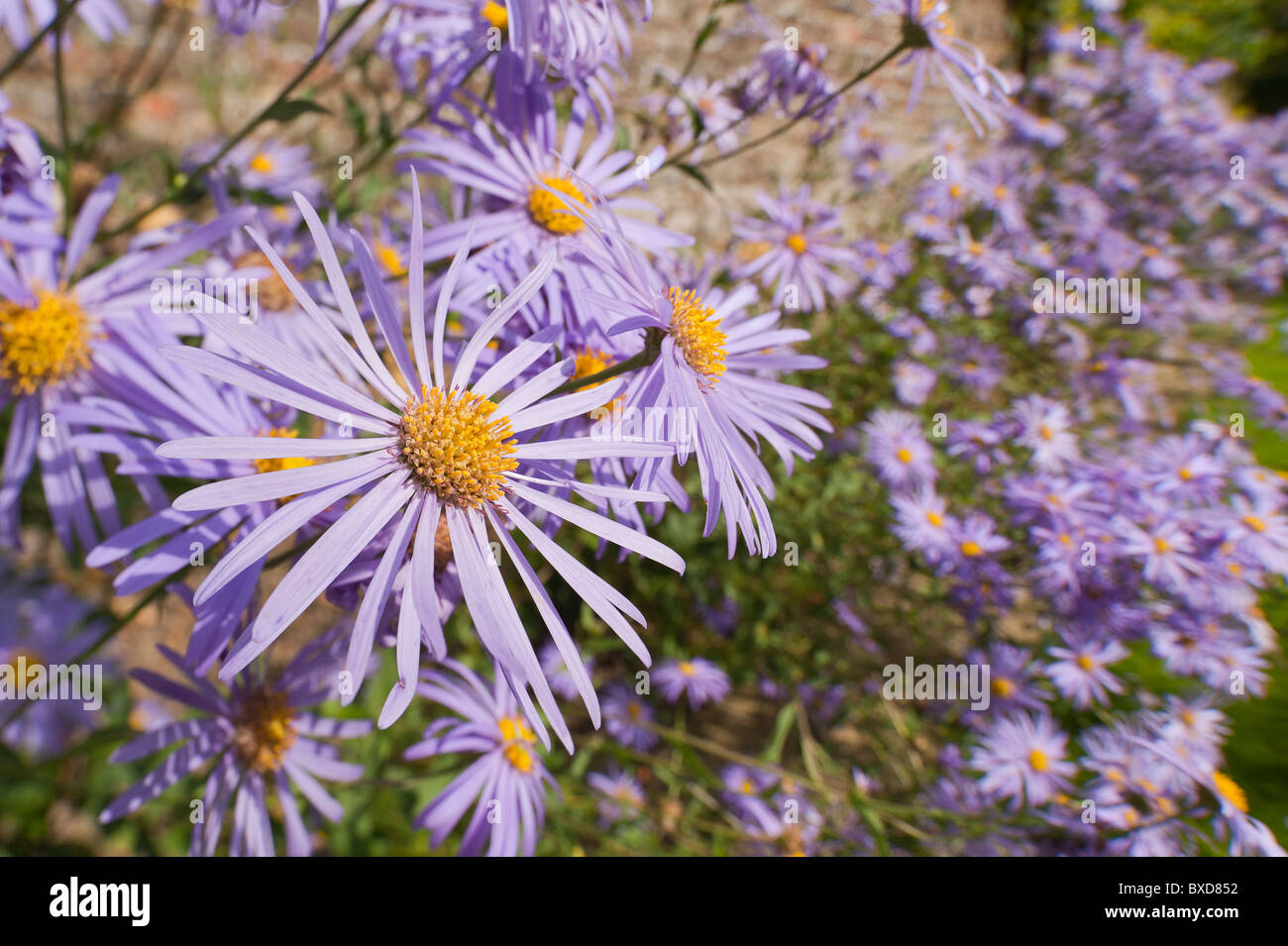 Mauve Asters X Frikartii Monch Frikart's aster lots of flowers Stock Photo