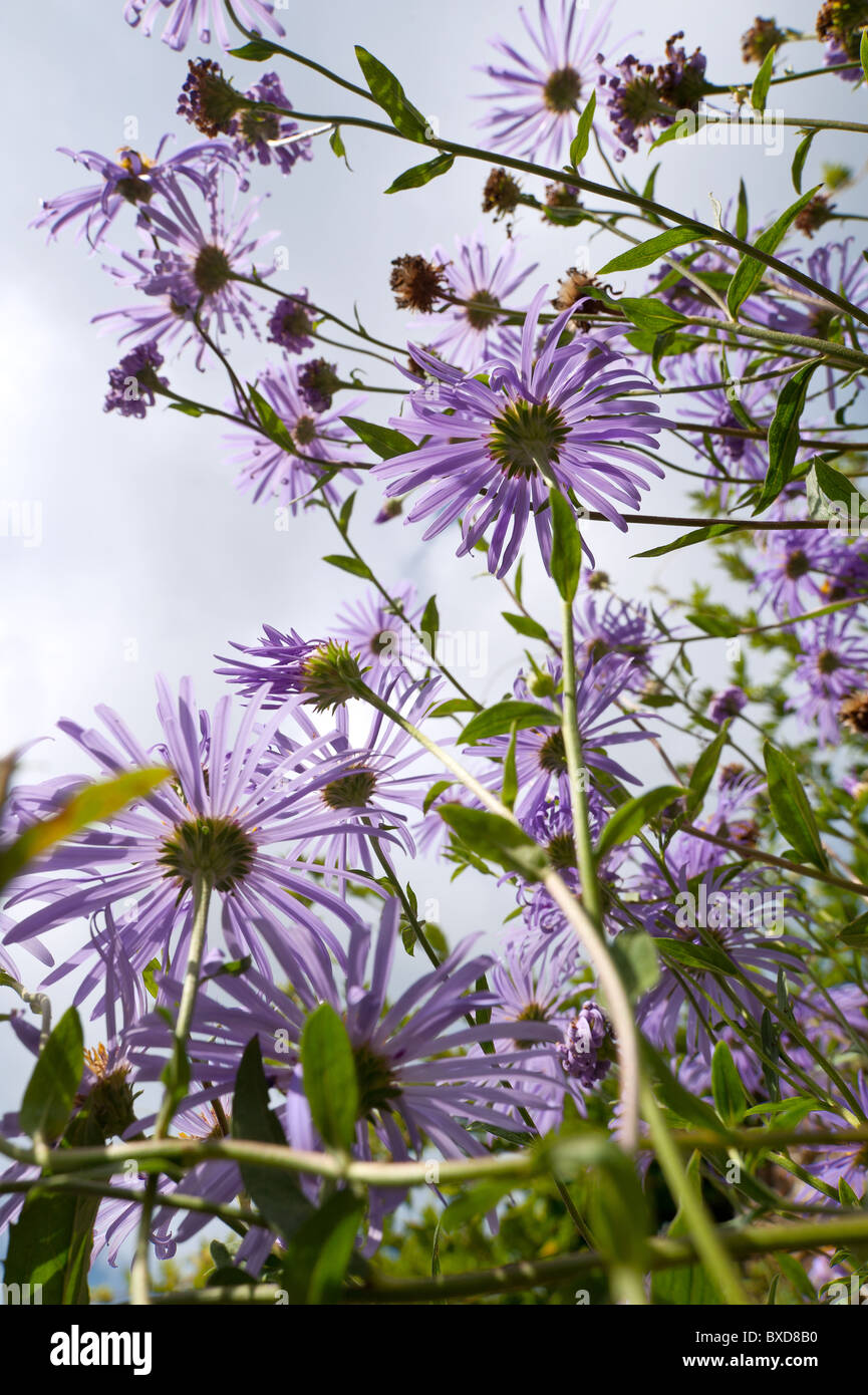 Aster frikartii border hi-res stock photography and images - Alamy