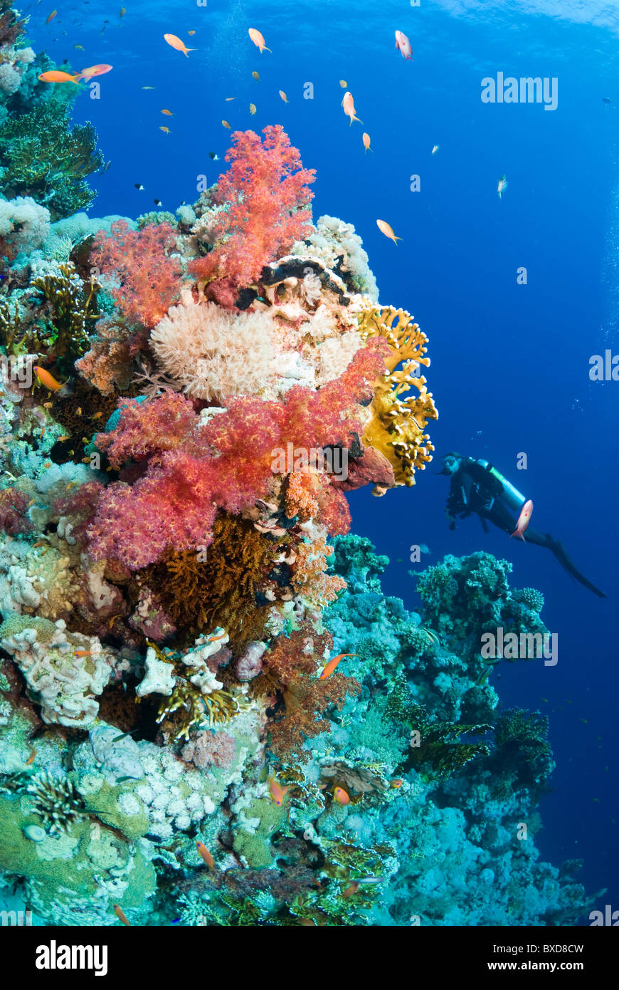 RED SEA