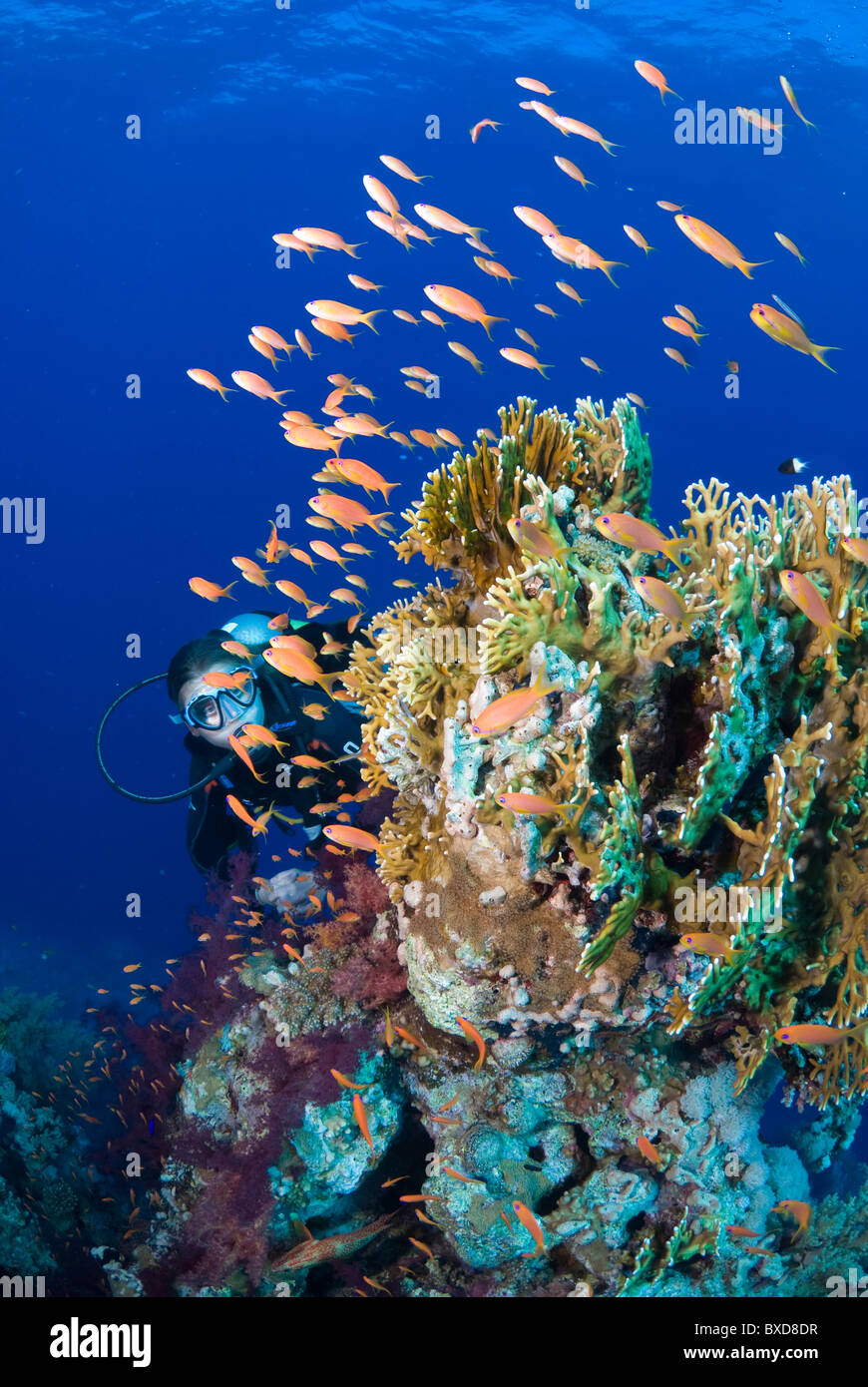 Scuba diver observing schooling anthias around fire coral patch, Ras Zatar, Ras Mohammed national park, Egypt, Red Sea Stock Photo