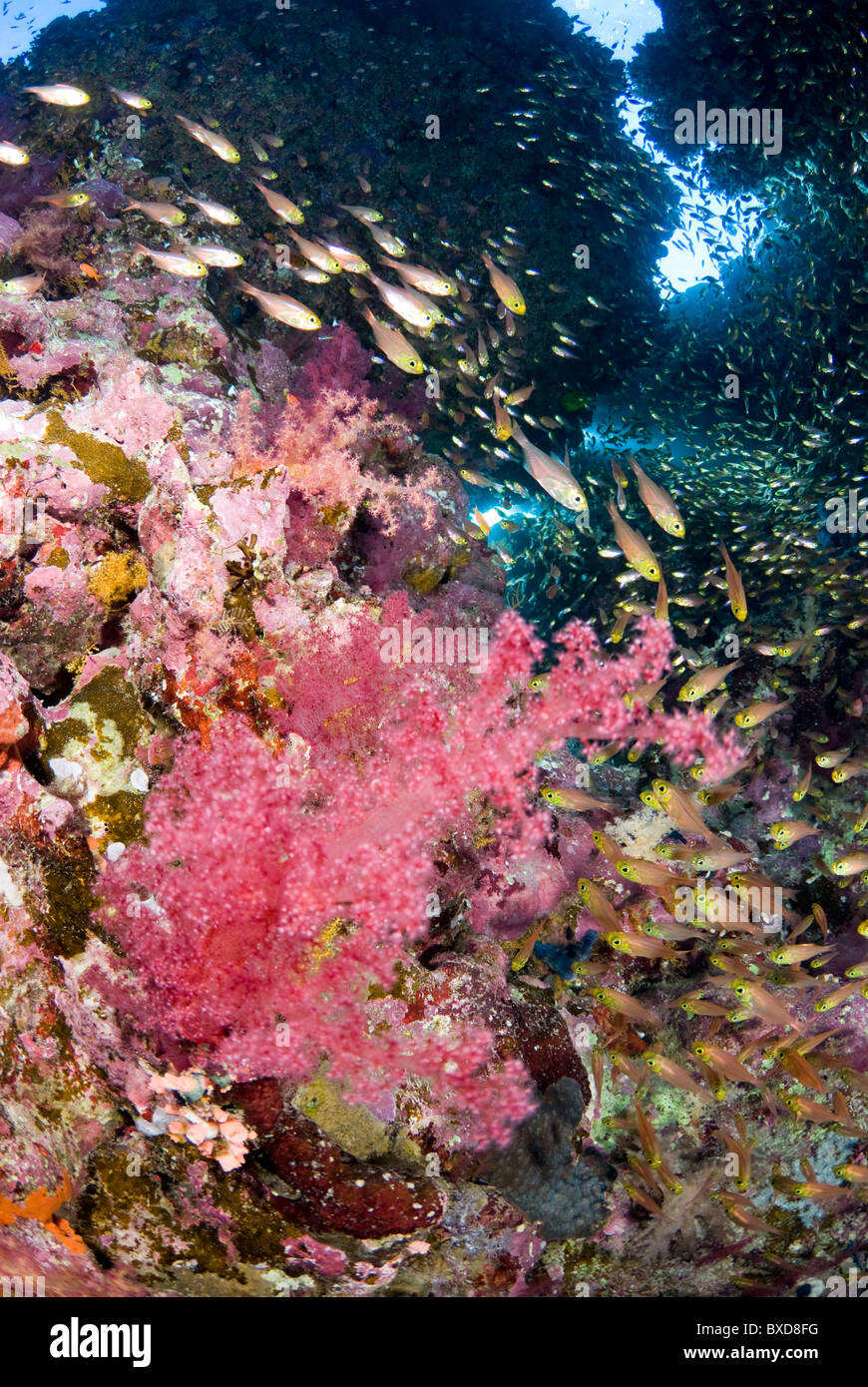 School of glass fish, Ras Zatar, Ras Mohammed, Sinai, Egypt, Red Sea