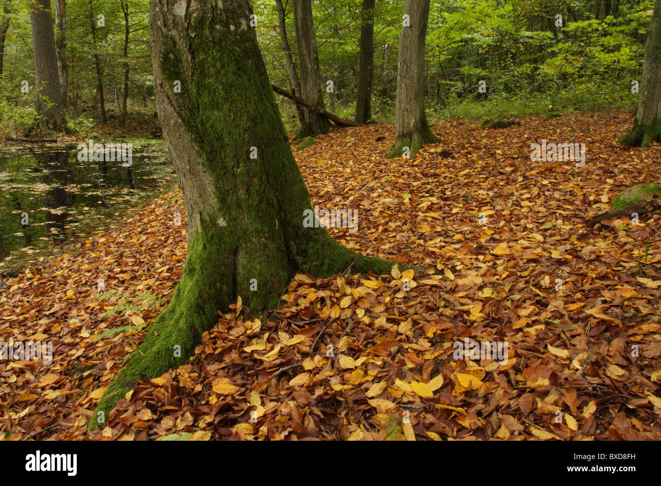 Autumn in the forest Stock Photo - Alamy