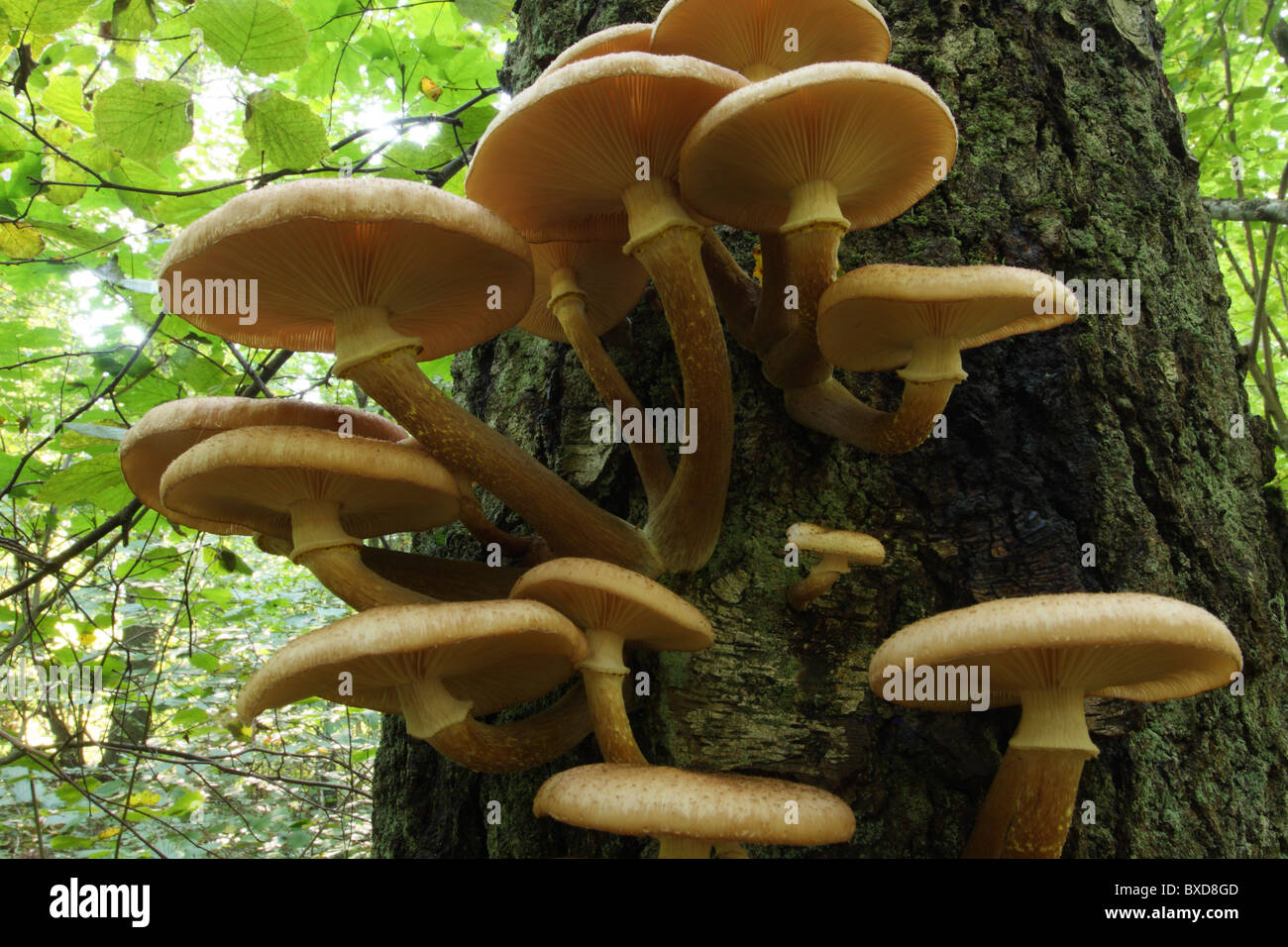 Fungus on a tree trunk-Armillaria mellea-Honey Fungus Stock Photo