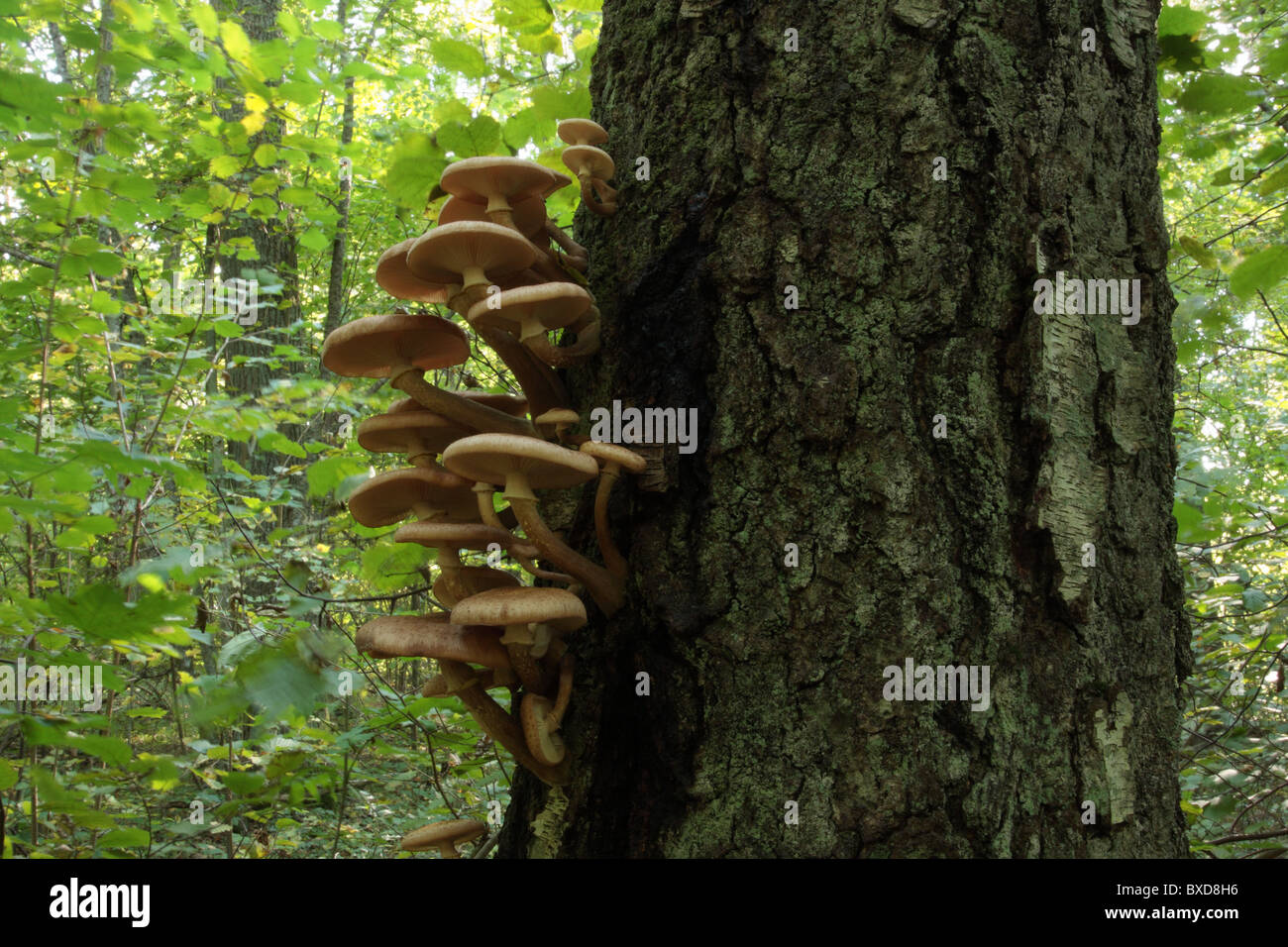 Fungus on a tree trunk-Armillaria mellea Stock Photo